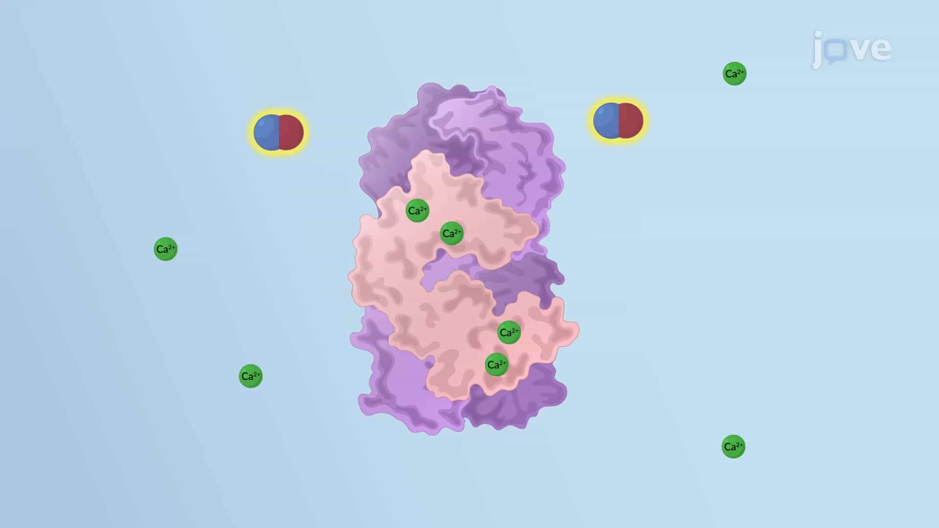 Nitric Oxide Signaling Pathway