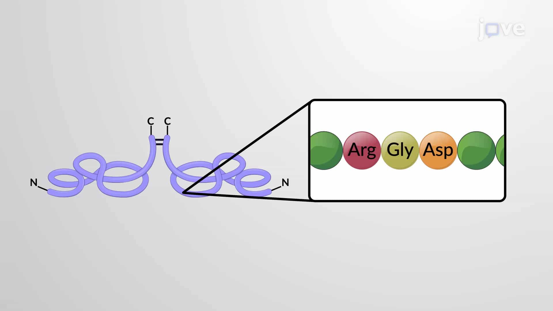 Fibronectins Connect Cells with ECM