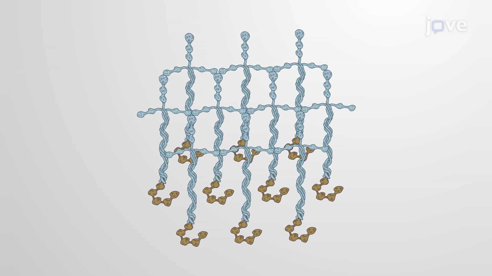Laminins are the Adhesive Proteins of Basal Lamina