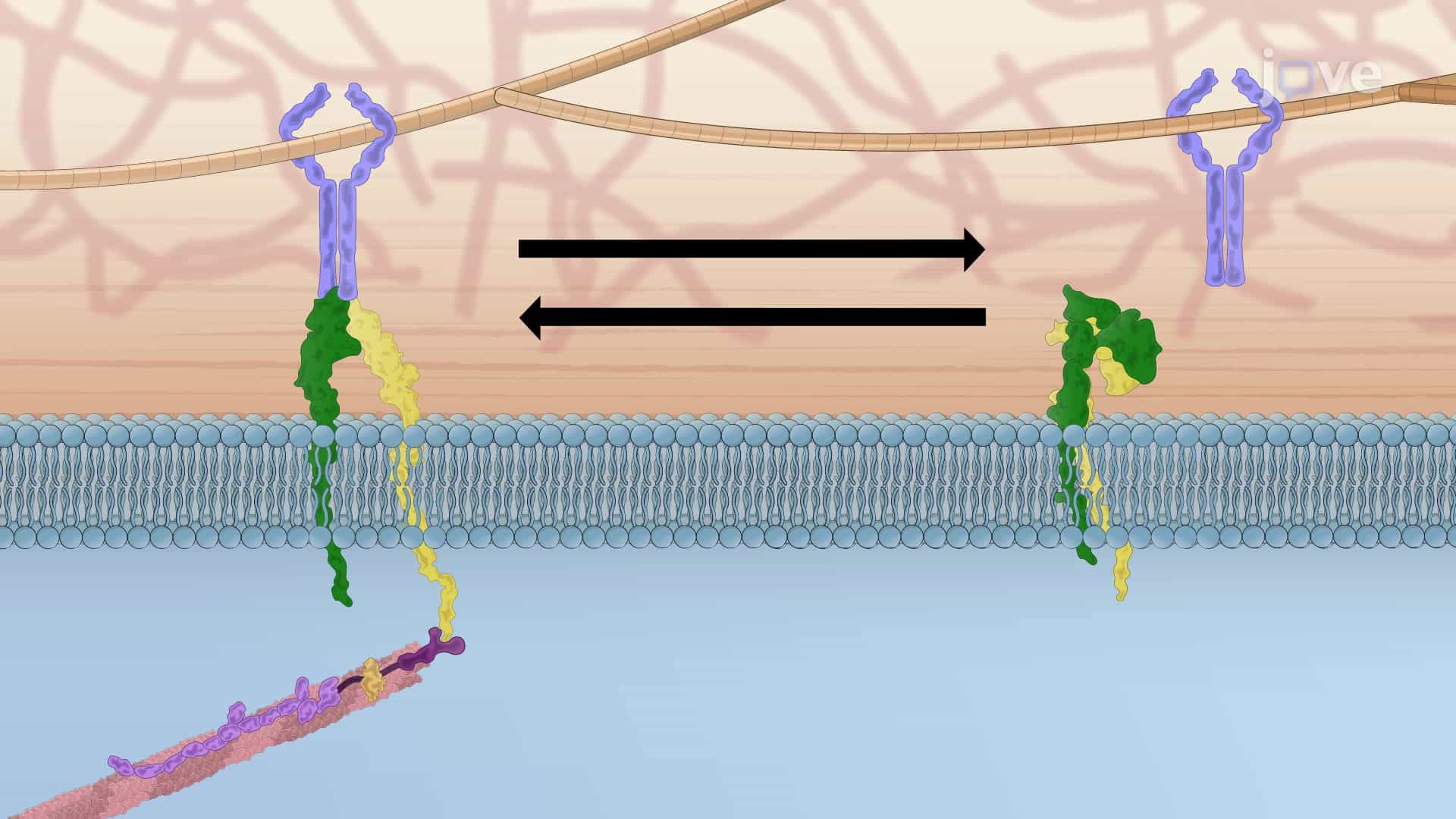 Activation of Integrins