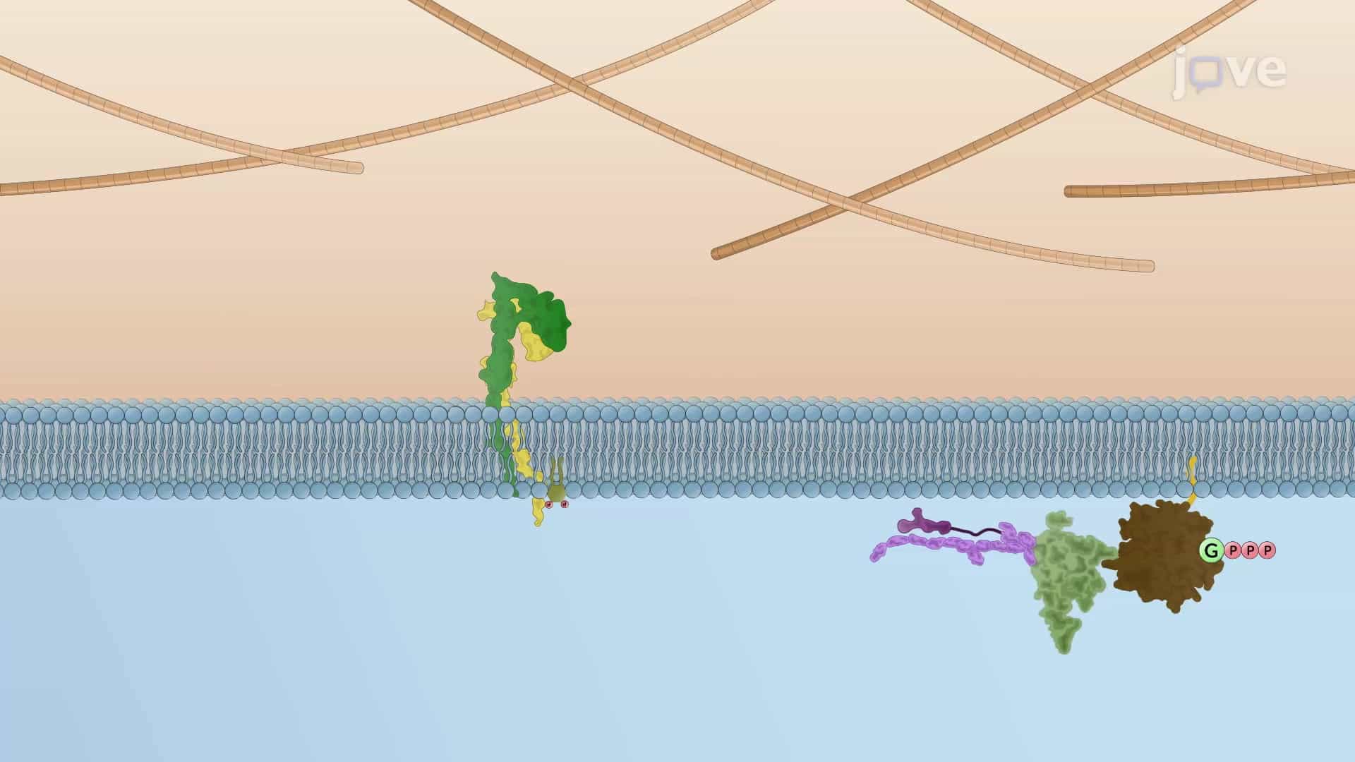 Intracellular Signaling Affects Focal Adhesions