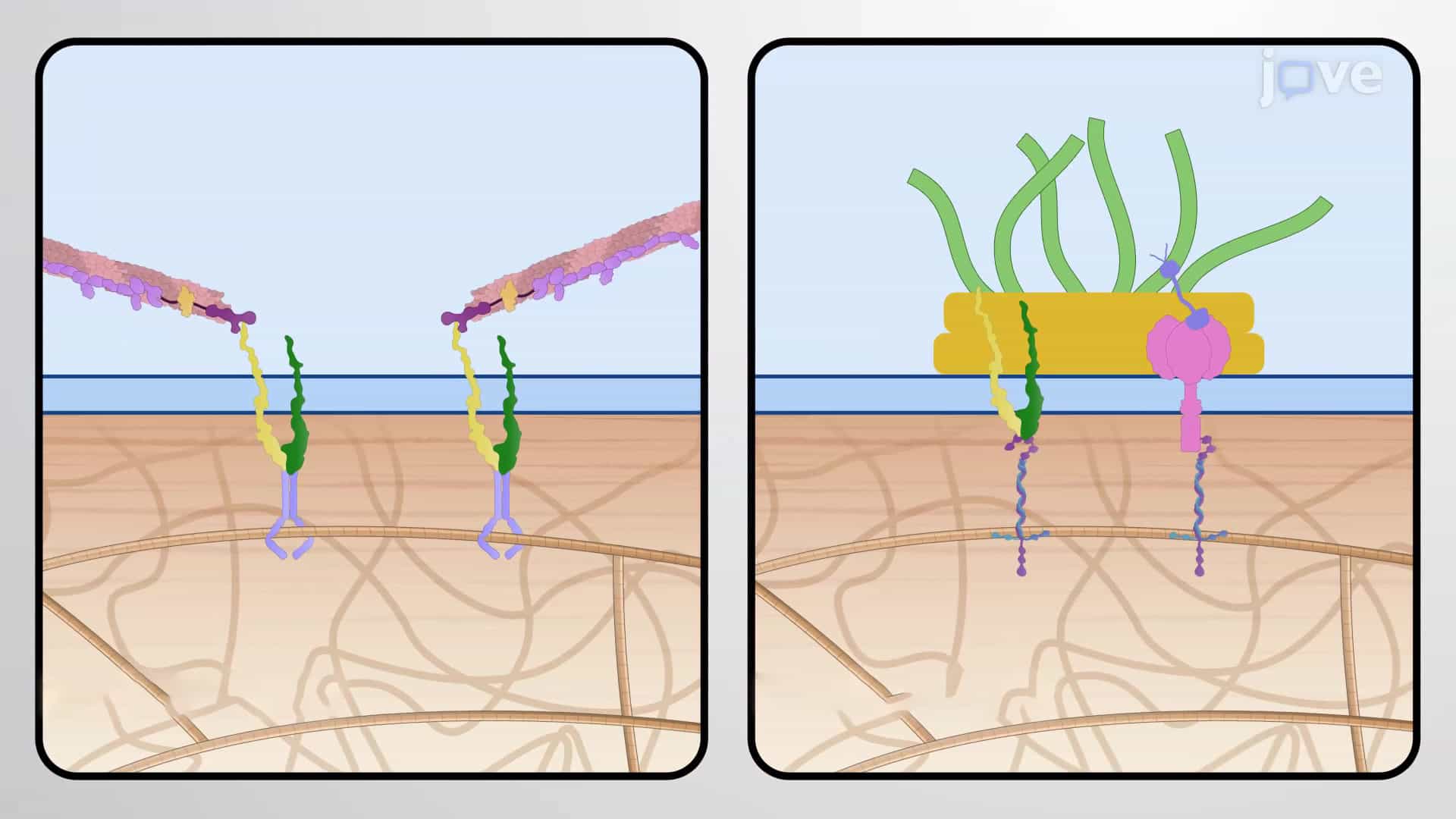 Anchoring Junctions