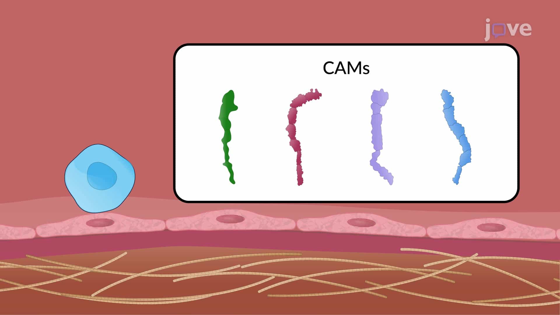 Cell Adhesion Molecules - Types and Functions