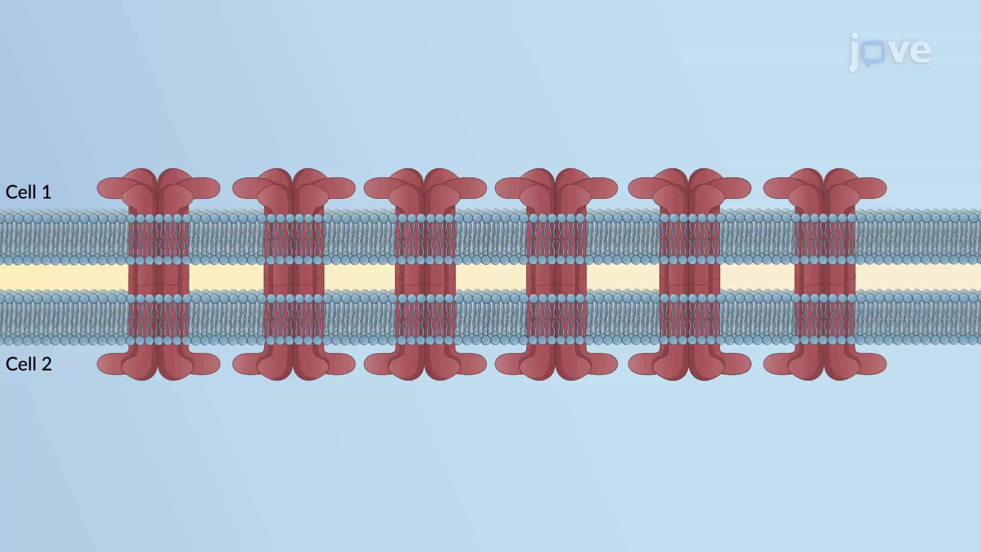Gap Junctions