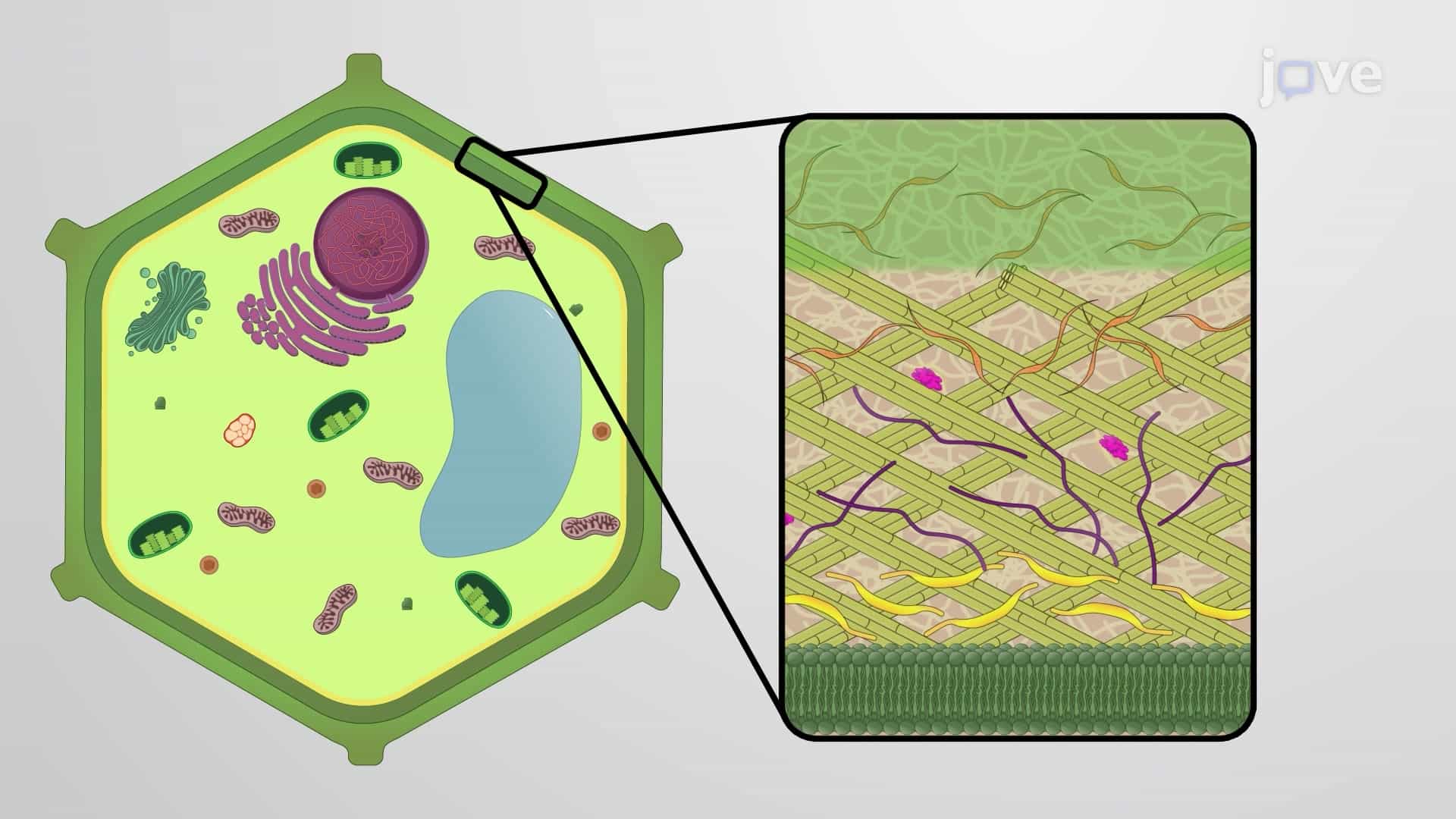 Plant Cell Wall