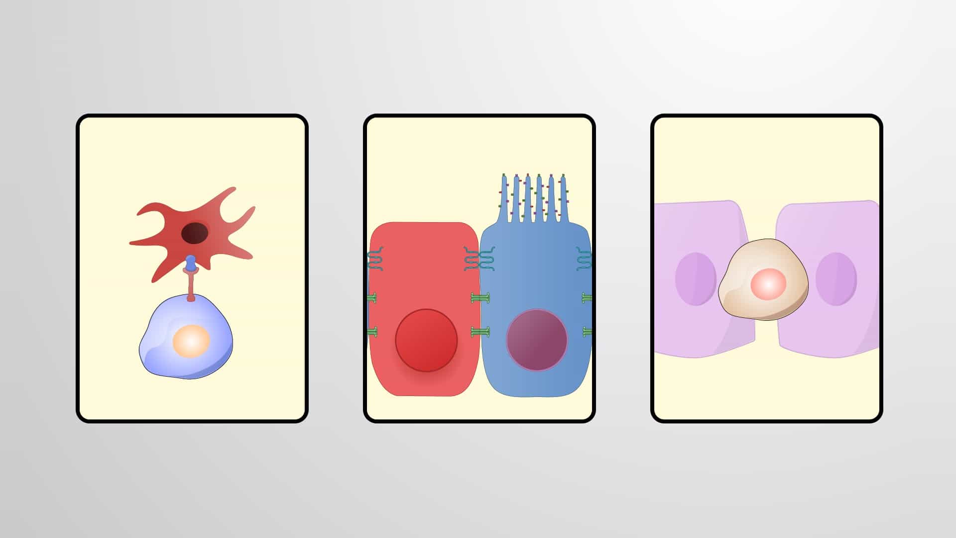 Stem Cell Niche
