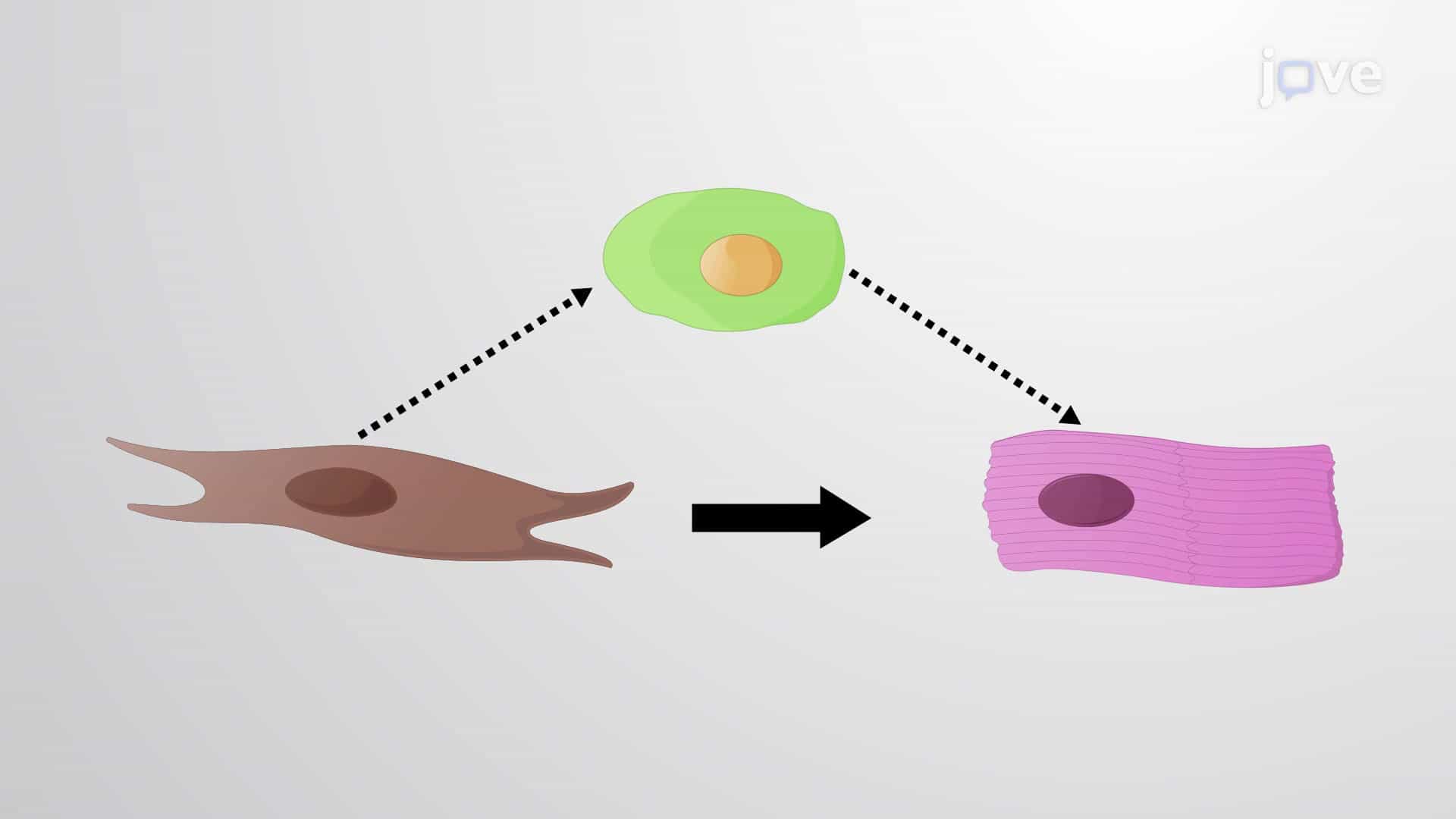 Forced Transdifferentiation