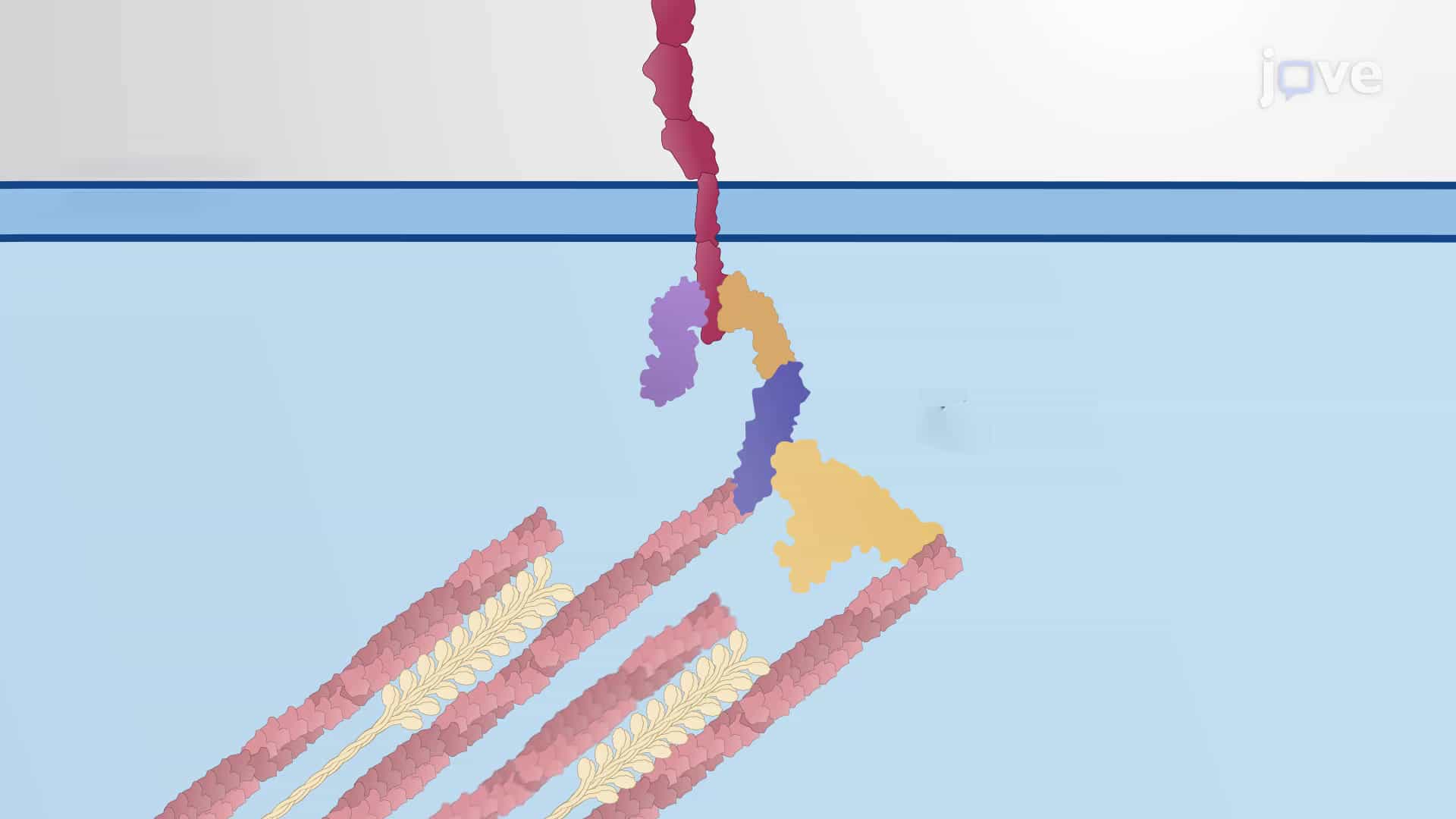 Tension Response at Adheren Junctions