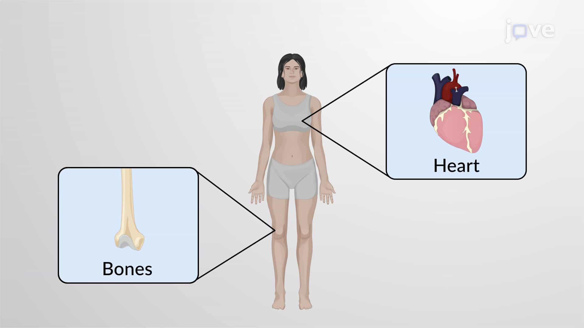 Overview of Anatomy and Physiology