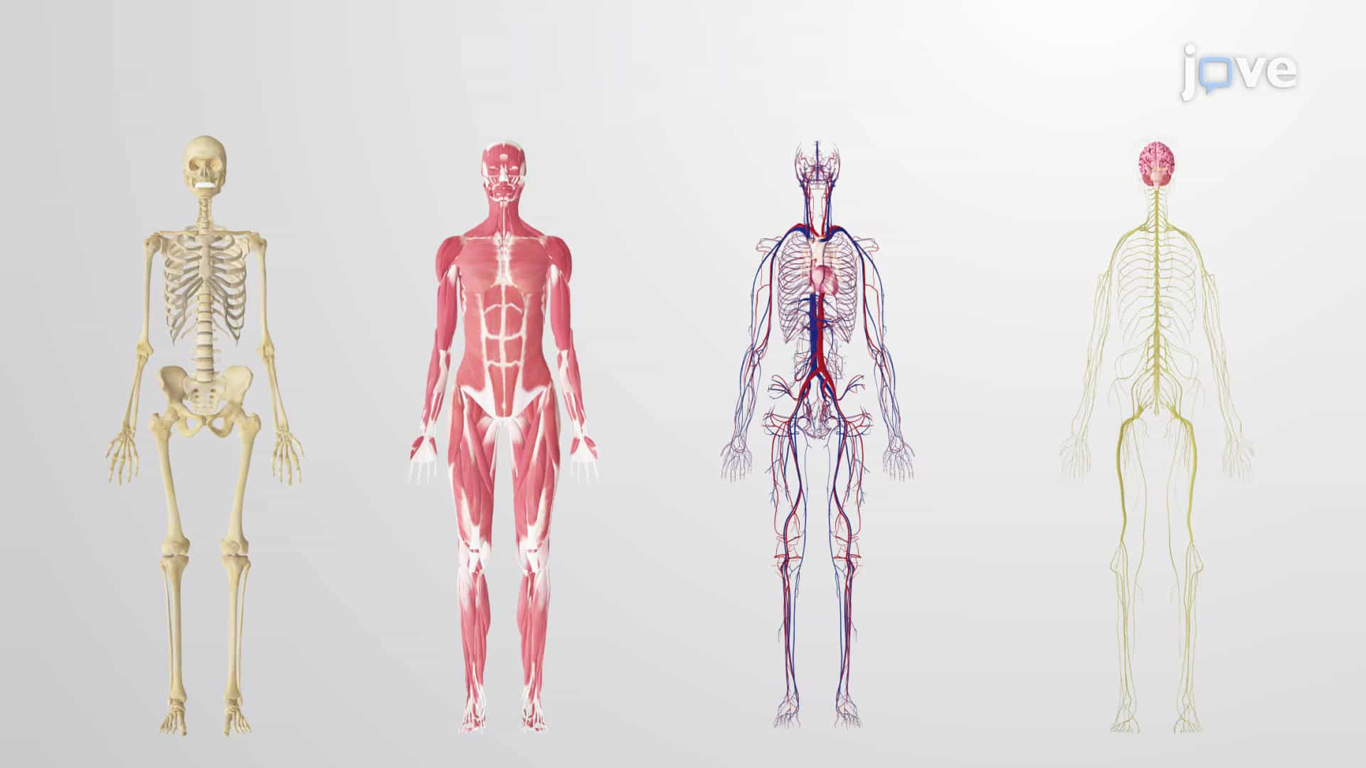 Functions of Life
