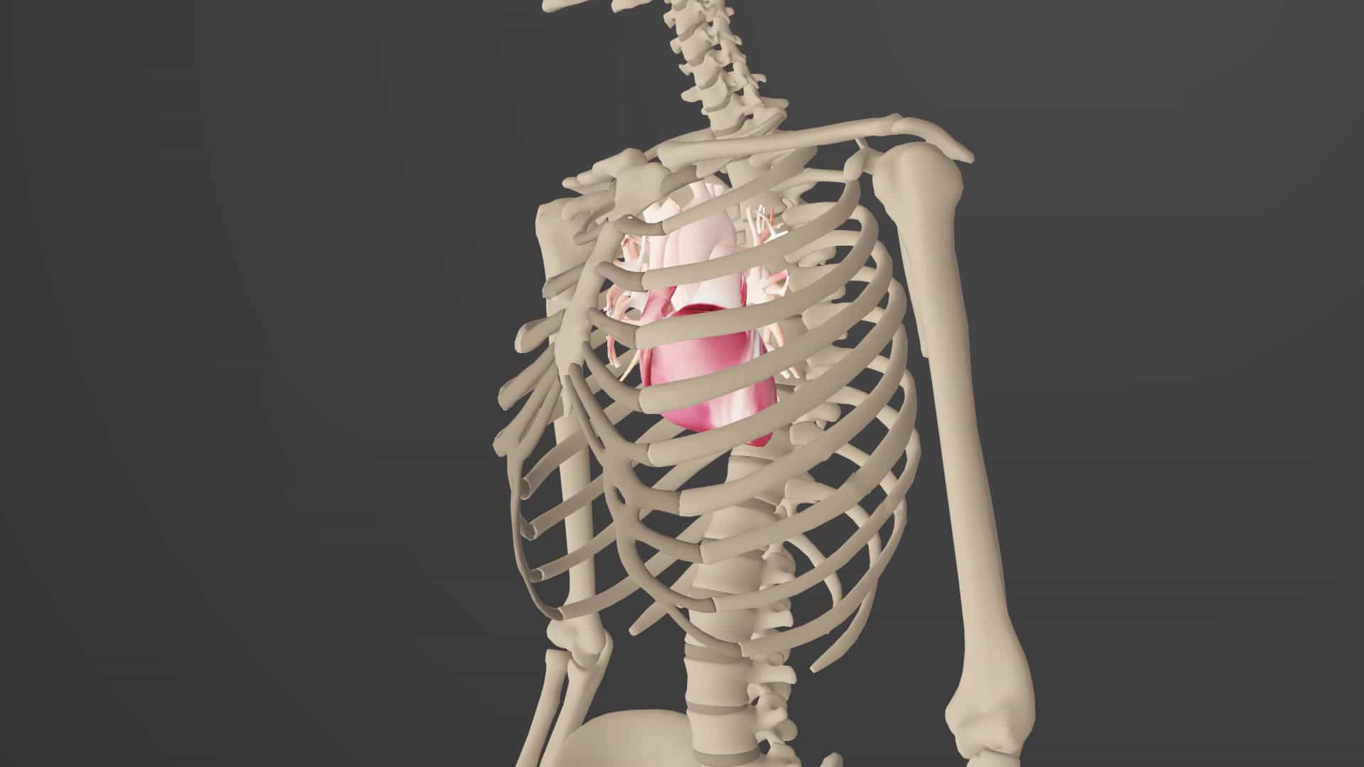 Anatomical Terminology