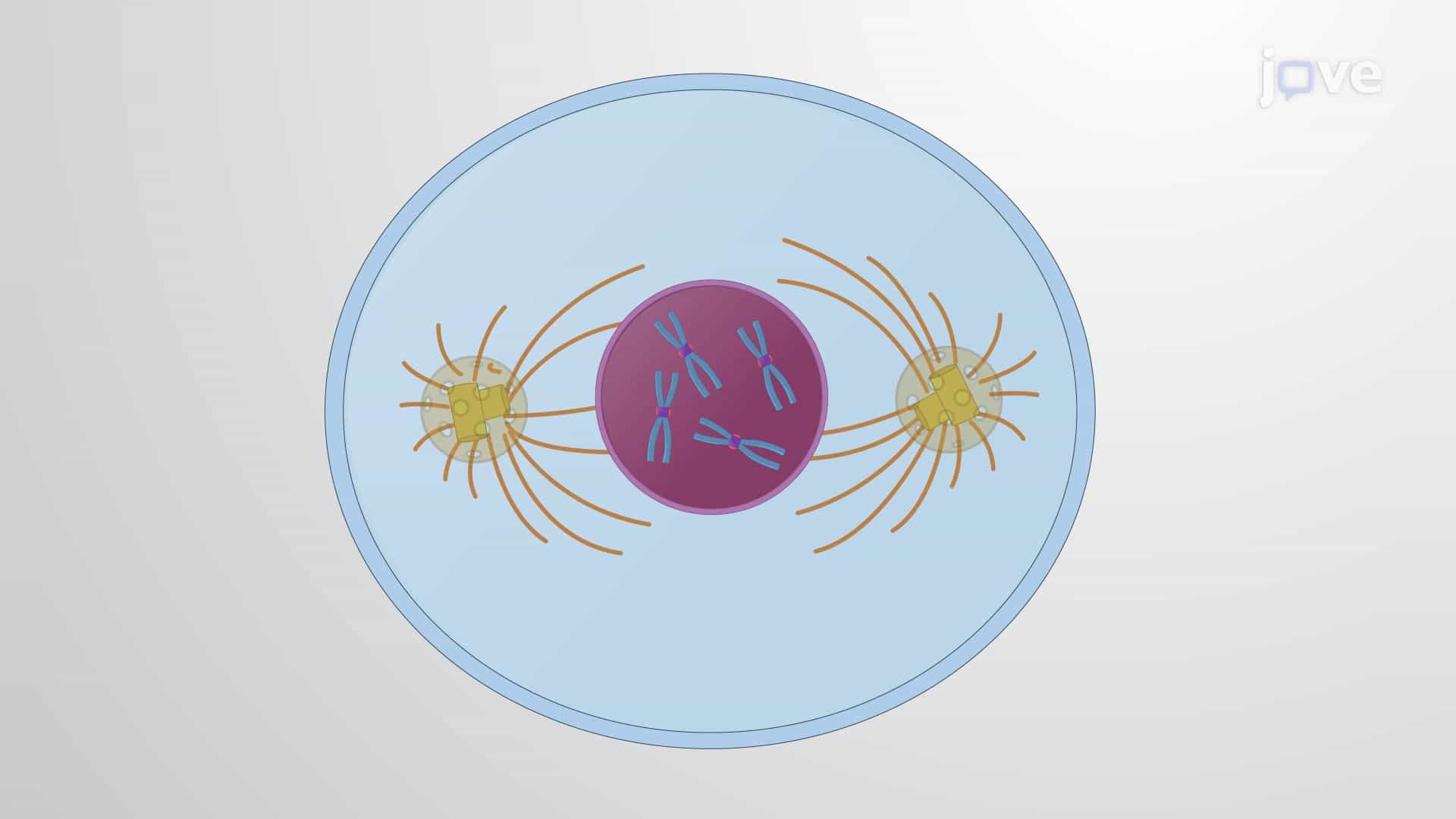 Centrioles and Centrosomes