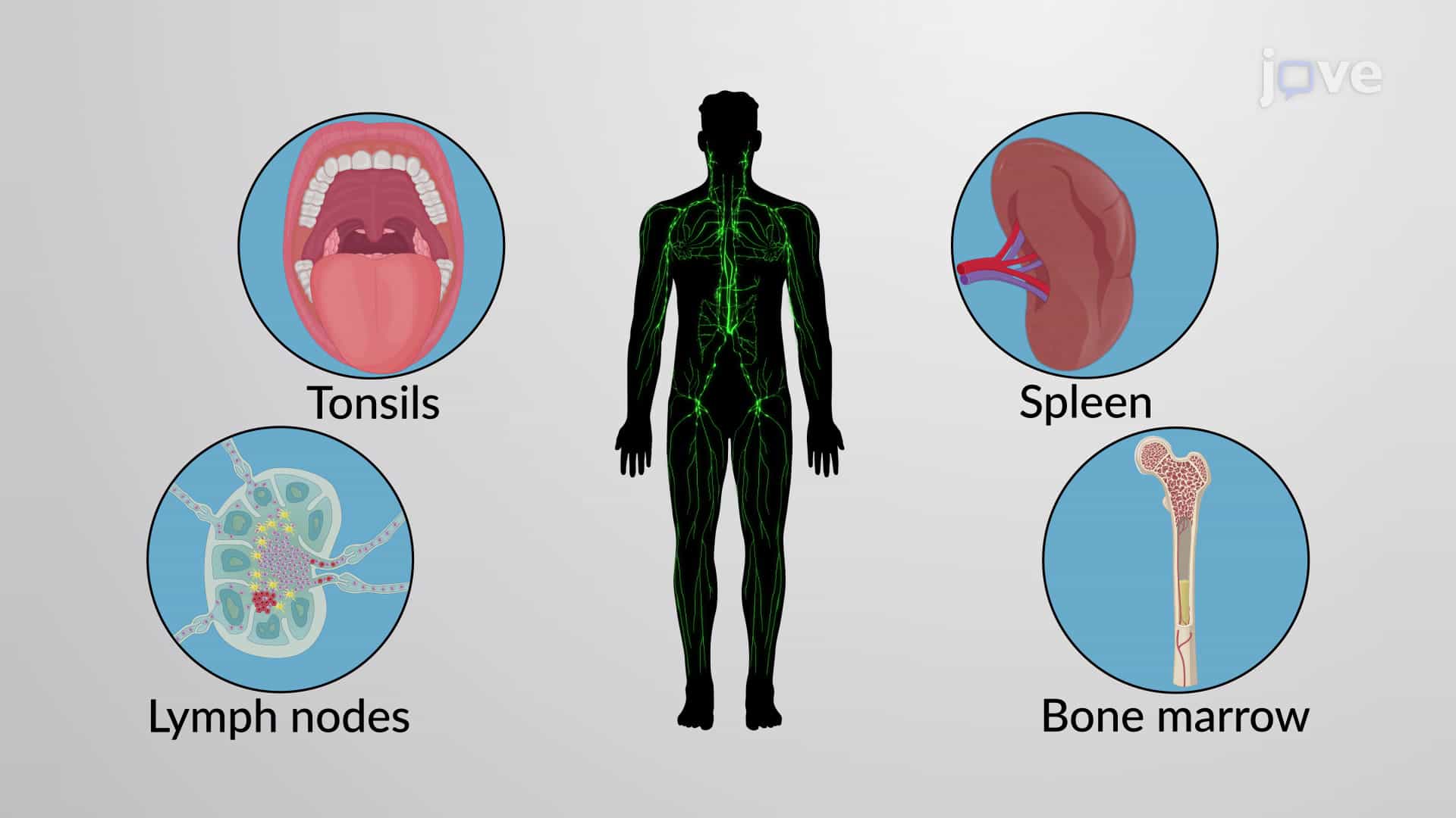 Loose Connective Tissue