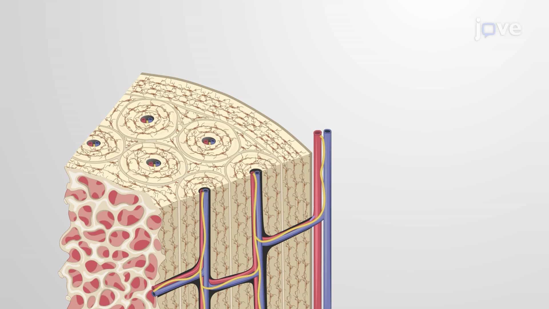 Compact Bone