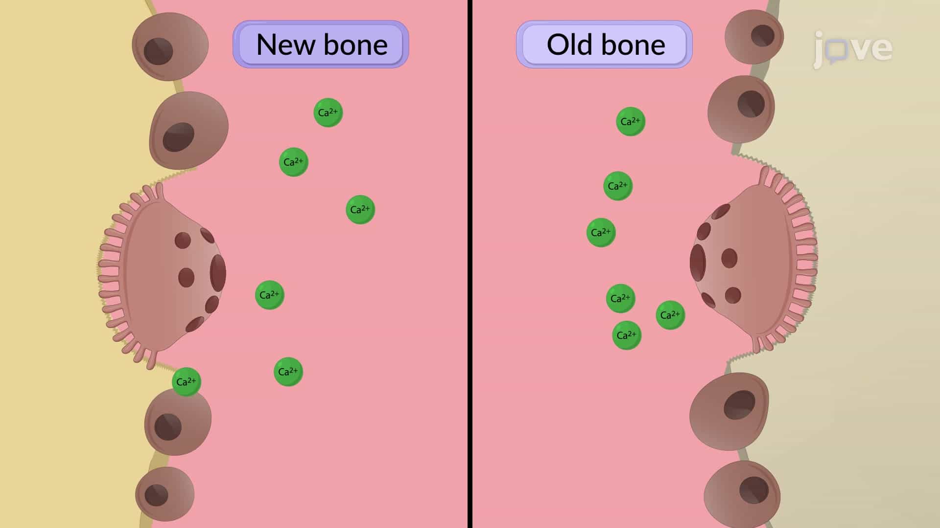 Skeleton and Calcium Homeostasis