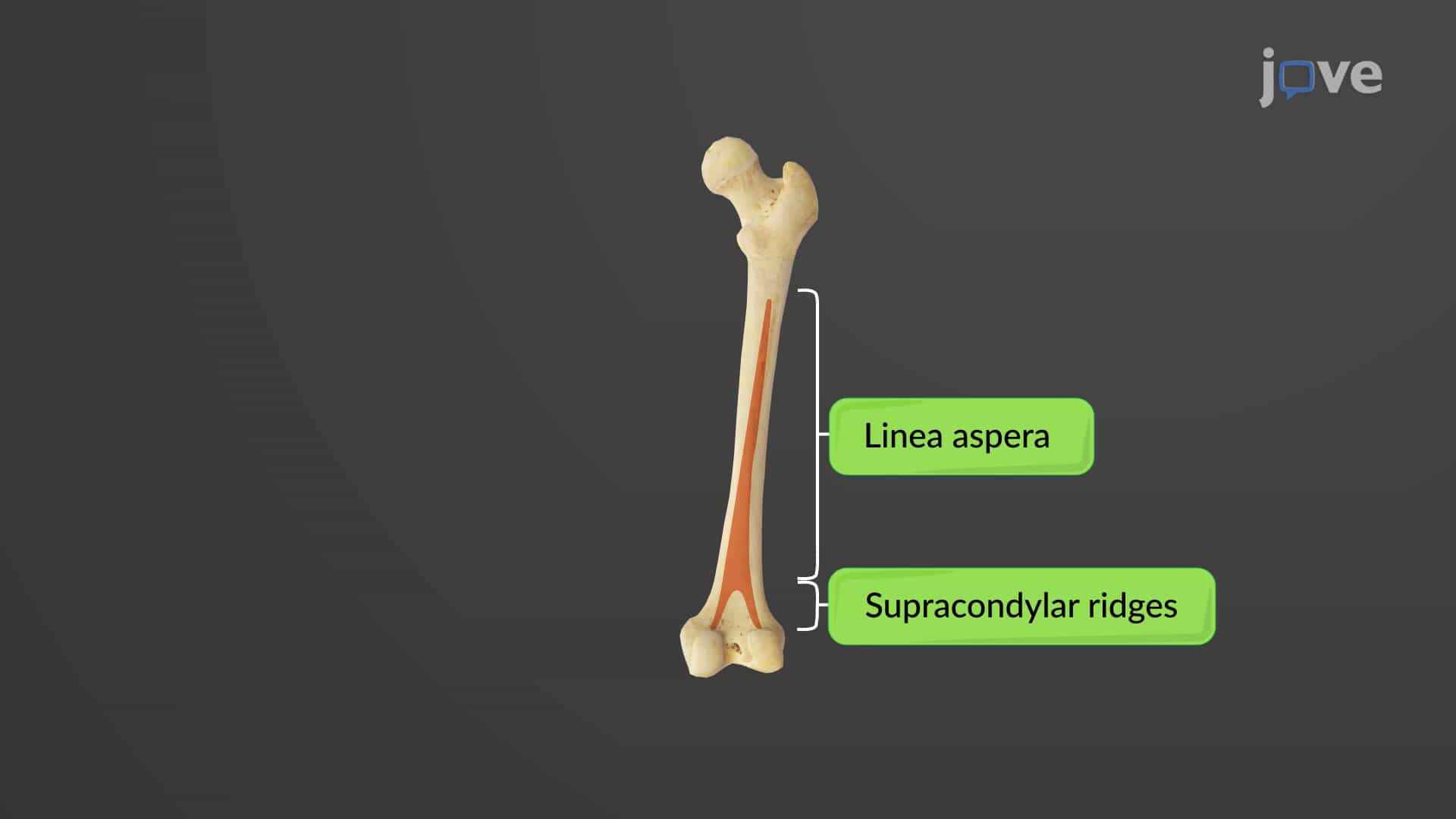 Bones of the Lower Limb: Femur and Patella