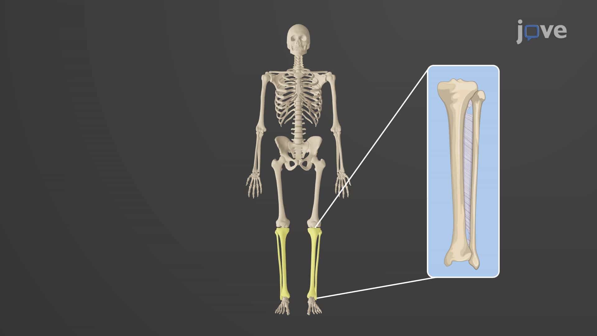 Bones of the Lower Limb: Tibia and Fibula