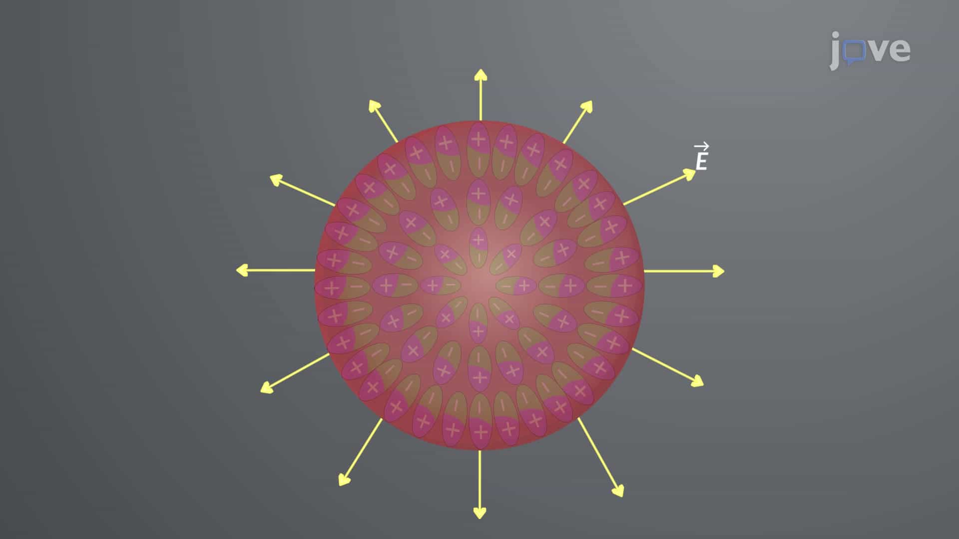 Potential Due to a Polarized Object
