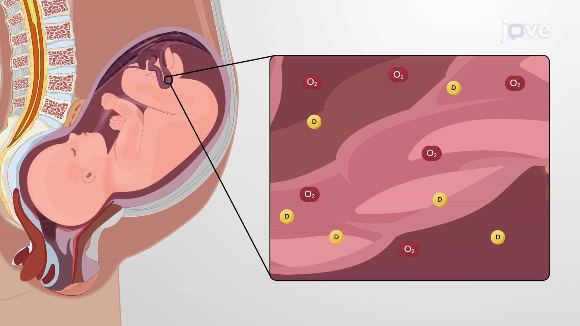 Factors Affecting Drug Response: Overview