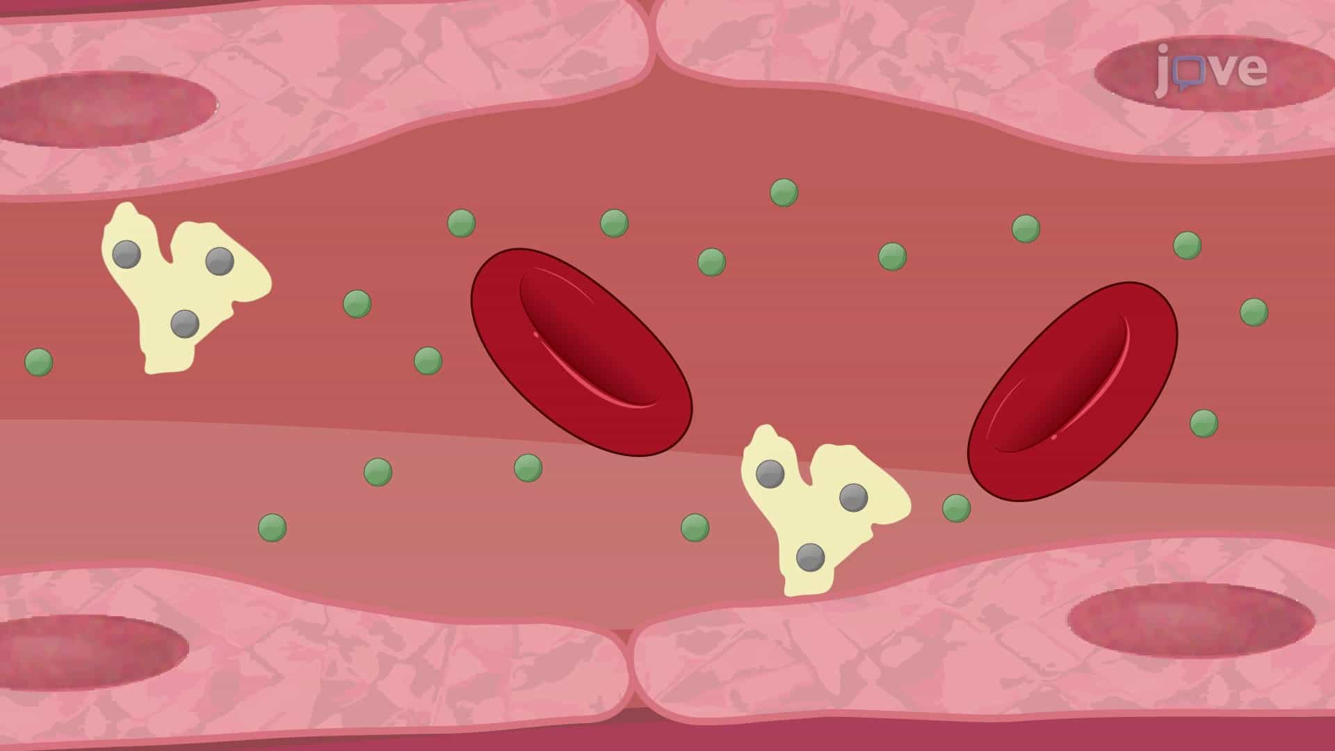 Drug Distribution: Plasma Protein Binding