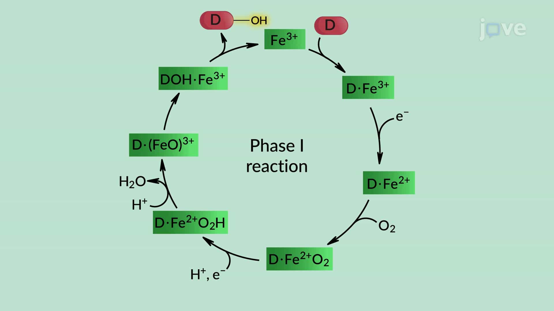 Drug Metabolism: Phase I Reactions