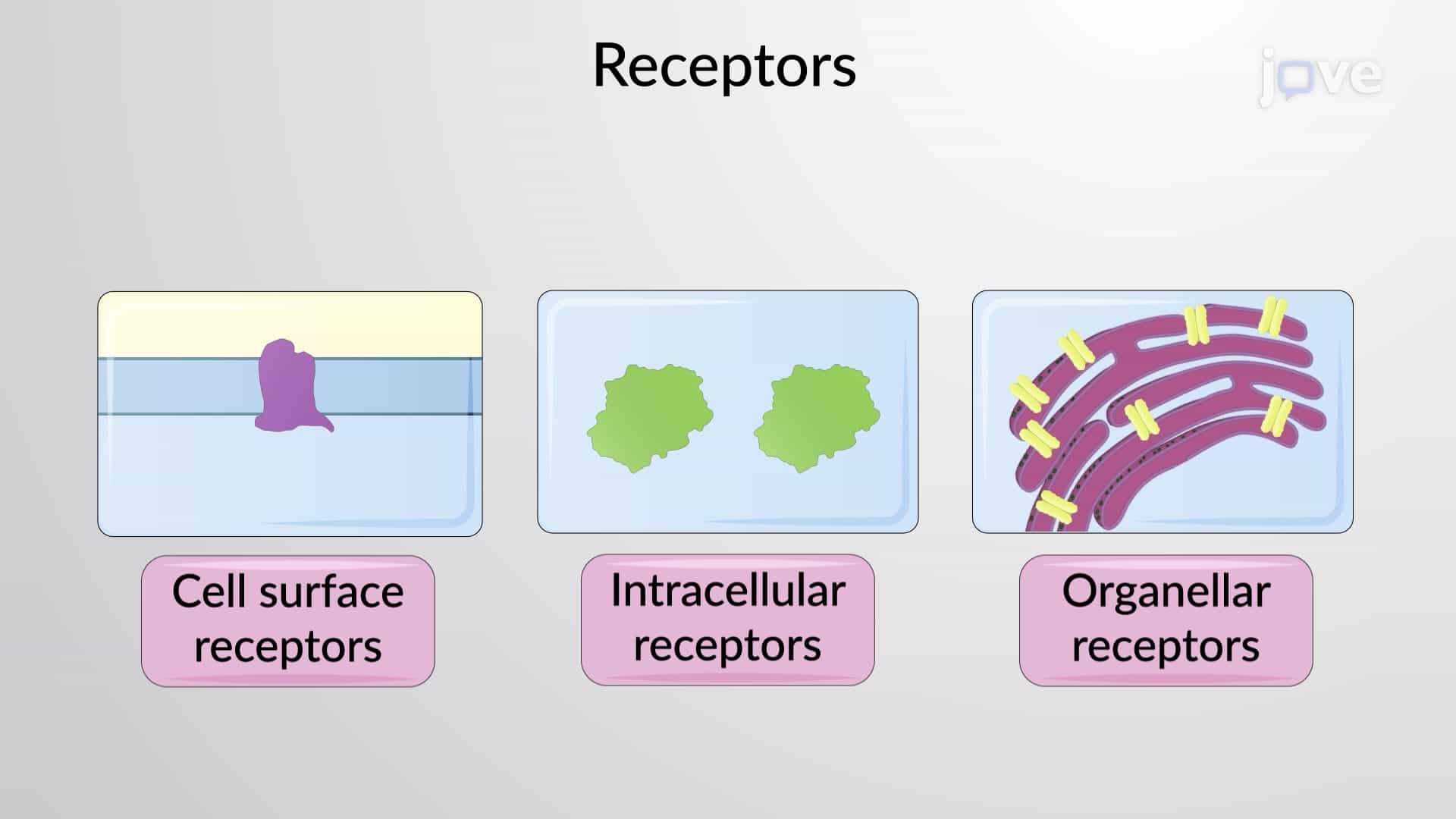 Targets for Drug Action: Overview