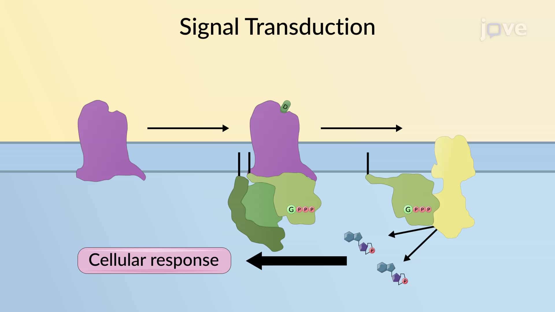 Signal Transduction: Overview