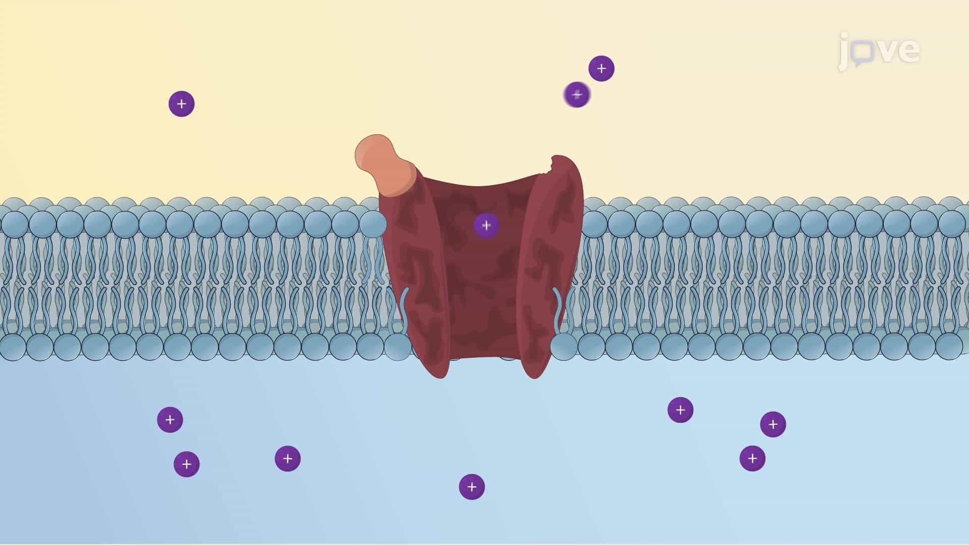 Ligand-Gated Ion Channel Receptor: Gating Mechanism