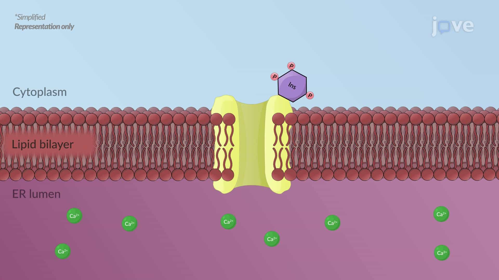 Cholinergic Receptors: Muscarinic