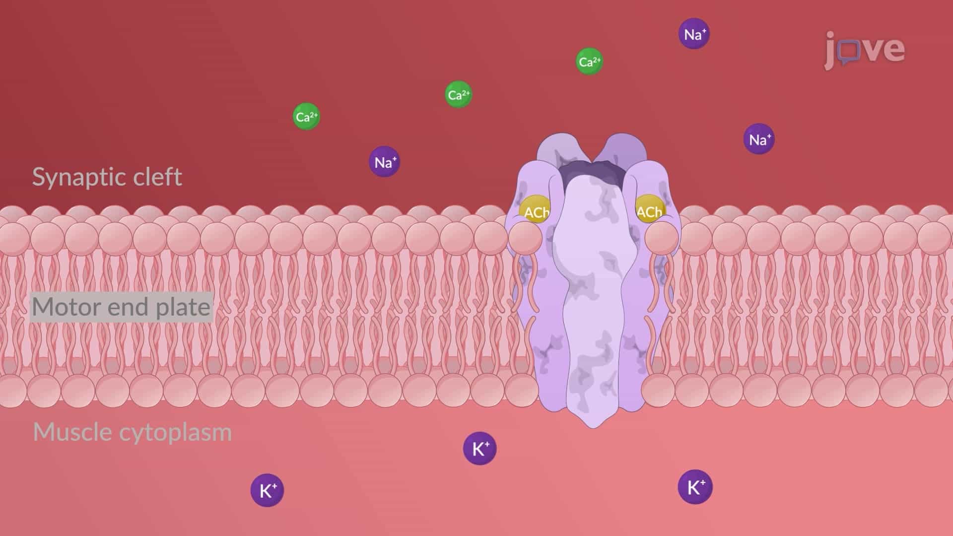 Cholinergic Receptors: Nicotinic