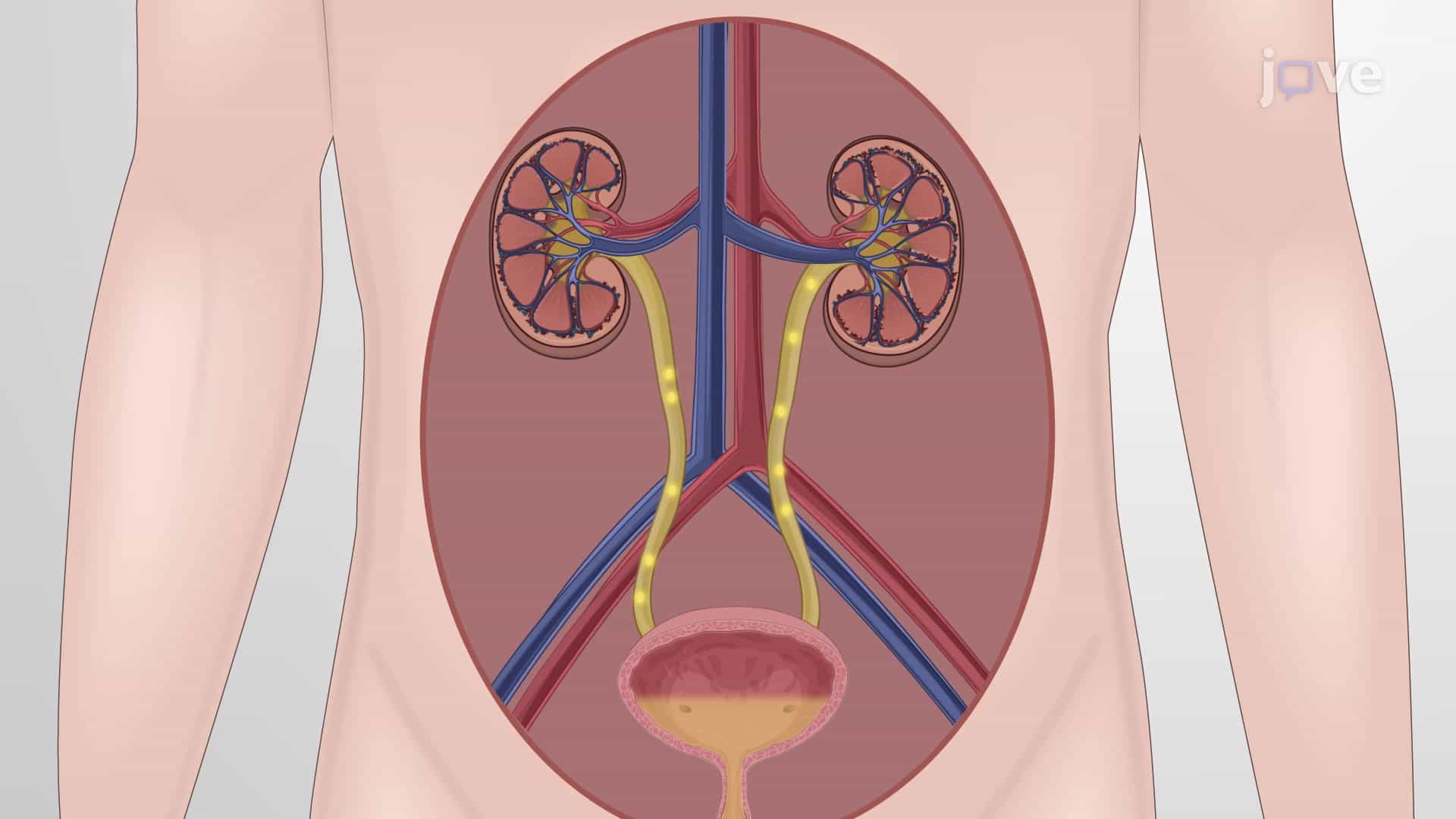 Direct-Acting Cholinergic Agonists: Pharmacokinetics