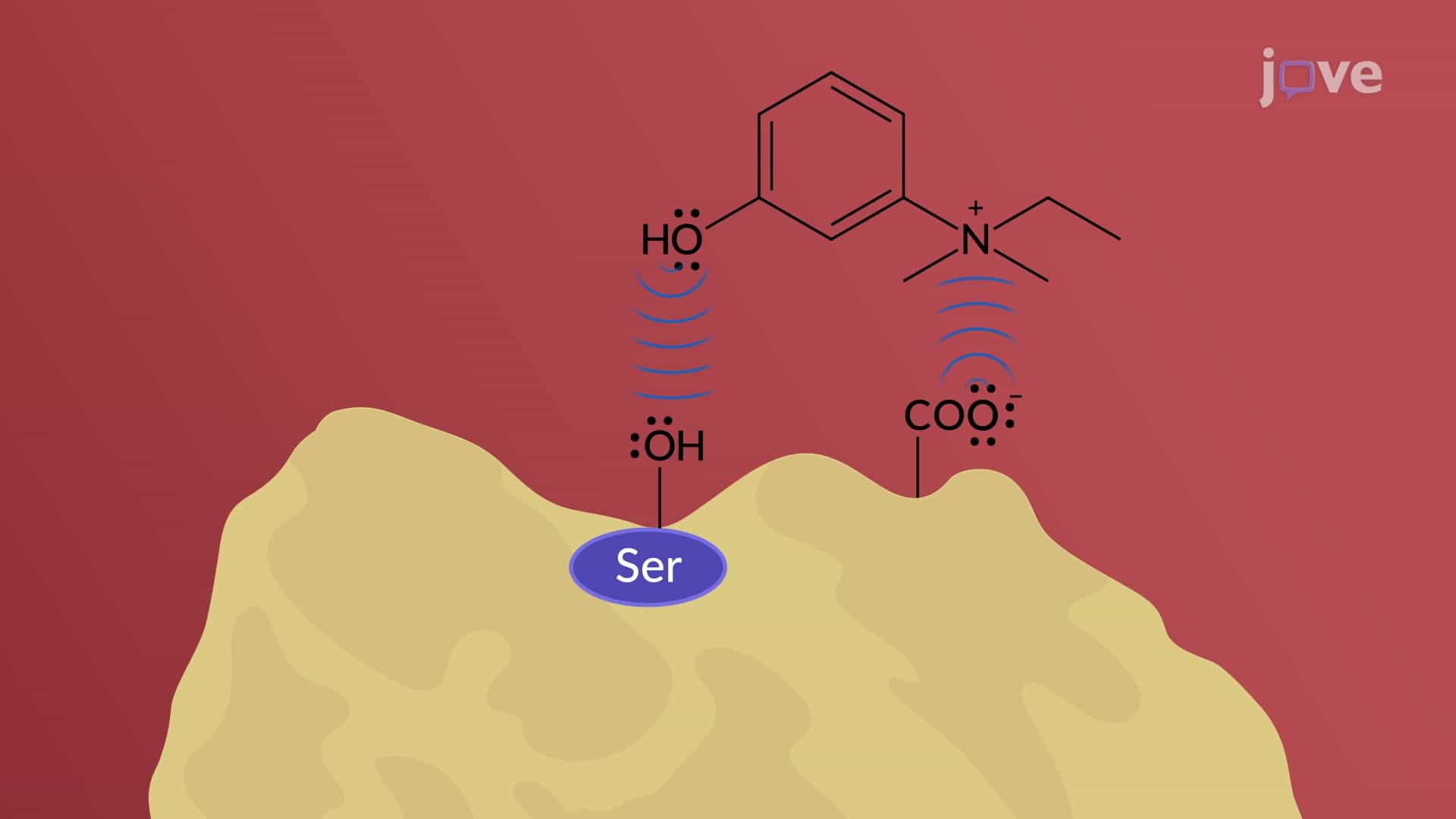 Indirect-Acting Cholinergic Agonists: Mechanism of Action