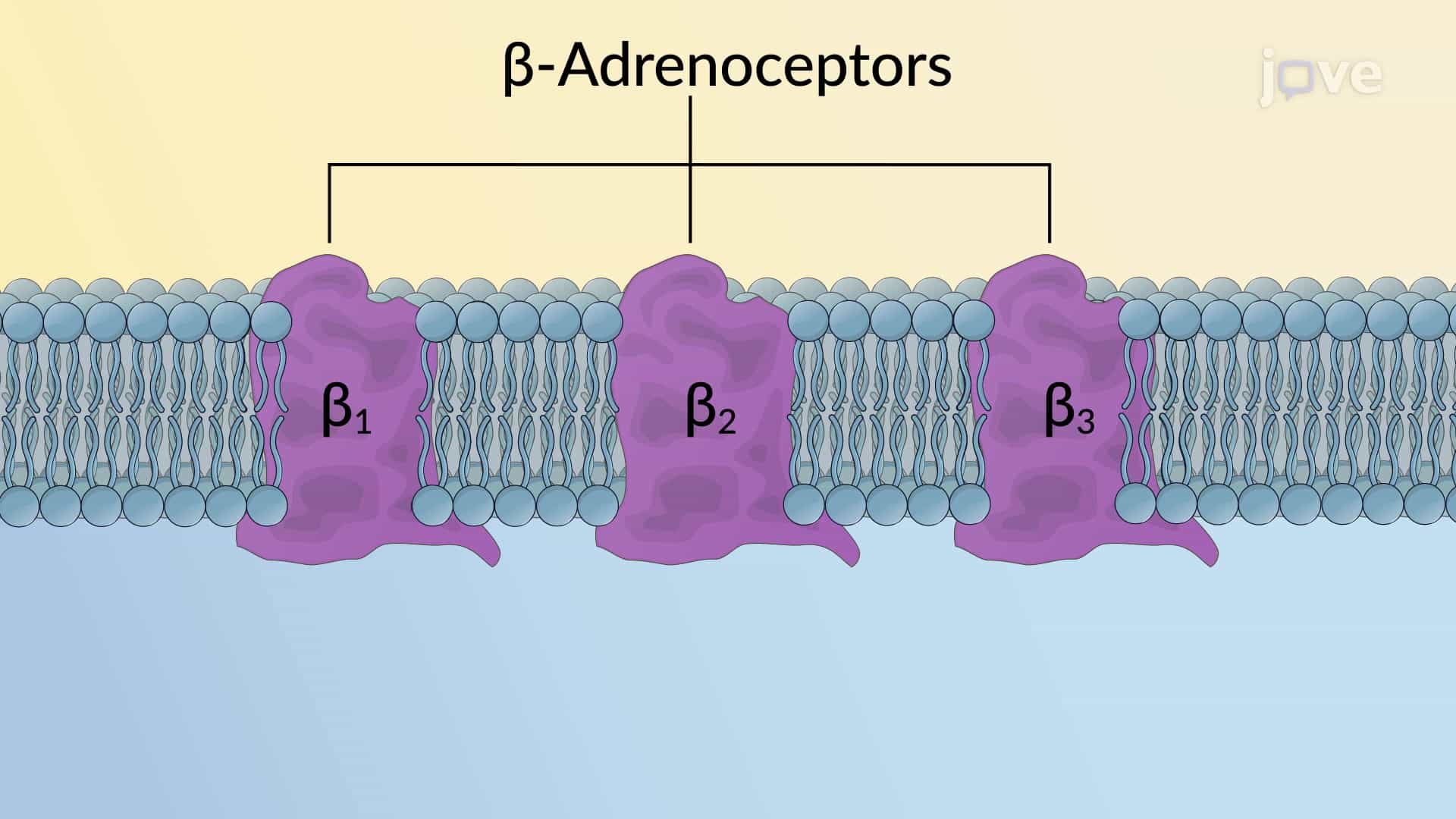 Adrenergic Receptors: &amp;#946; Subtype