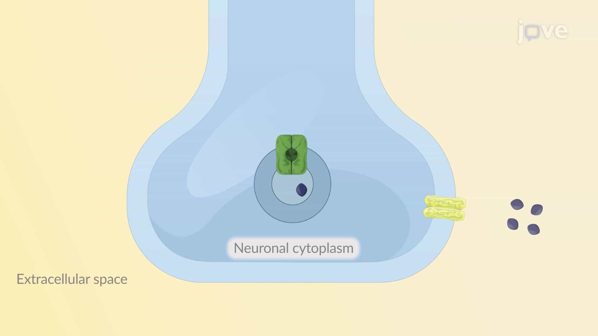 Drugs Affecting Neurotransmitter Release or Uptake