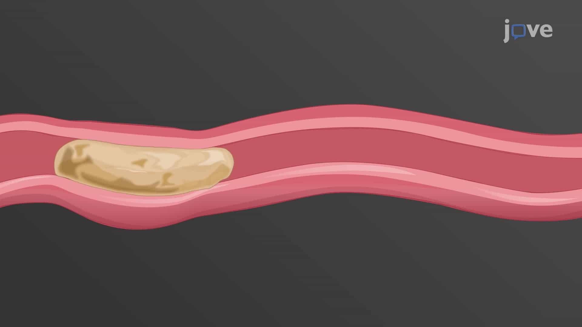 Functions of Smooth Muscles