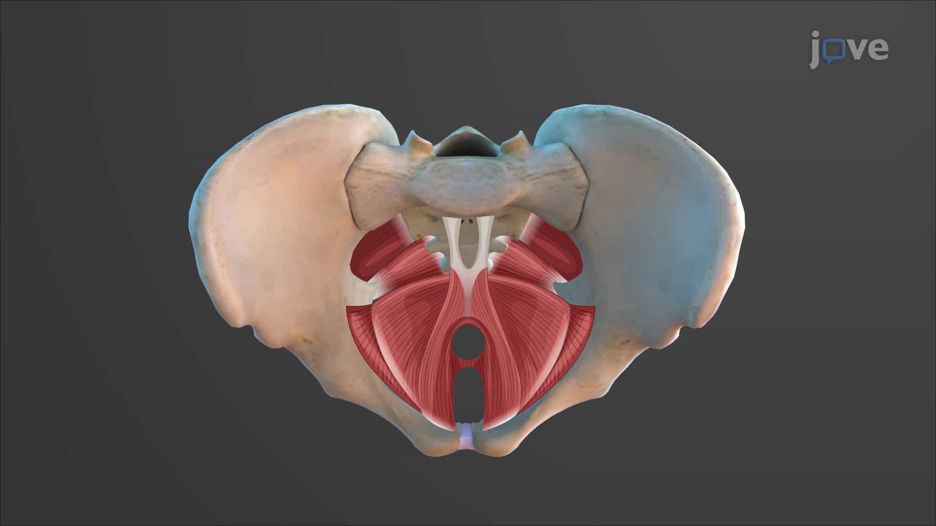 Muscles of the Pelvic Floor and Perineum