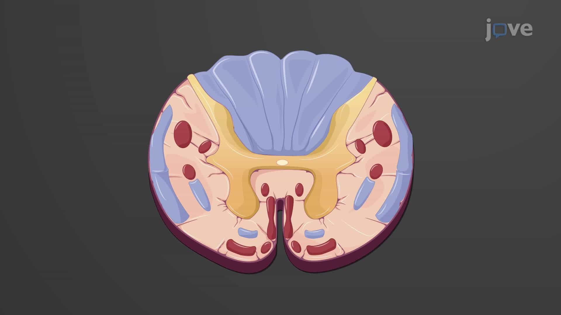 Spinal Cord: Cross-sectional Anatomy