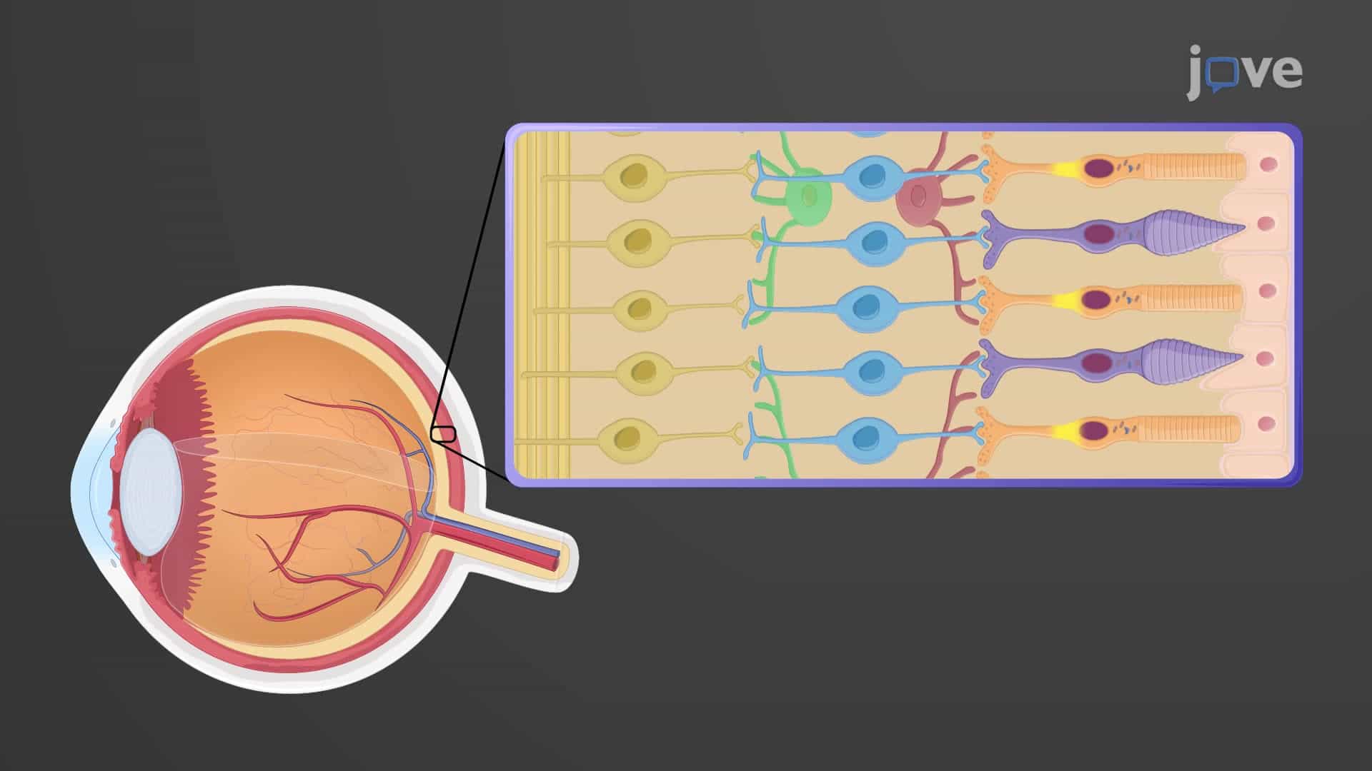 Photoreceptors and Visual Pathways