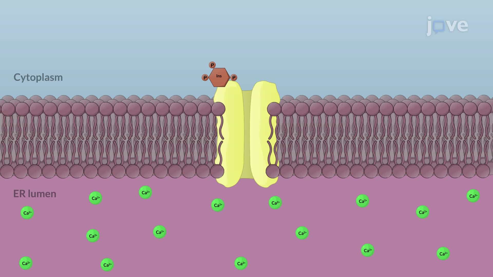 Secondary Messengers in Hormone Action