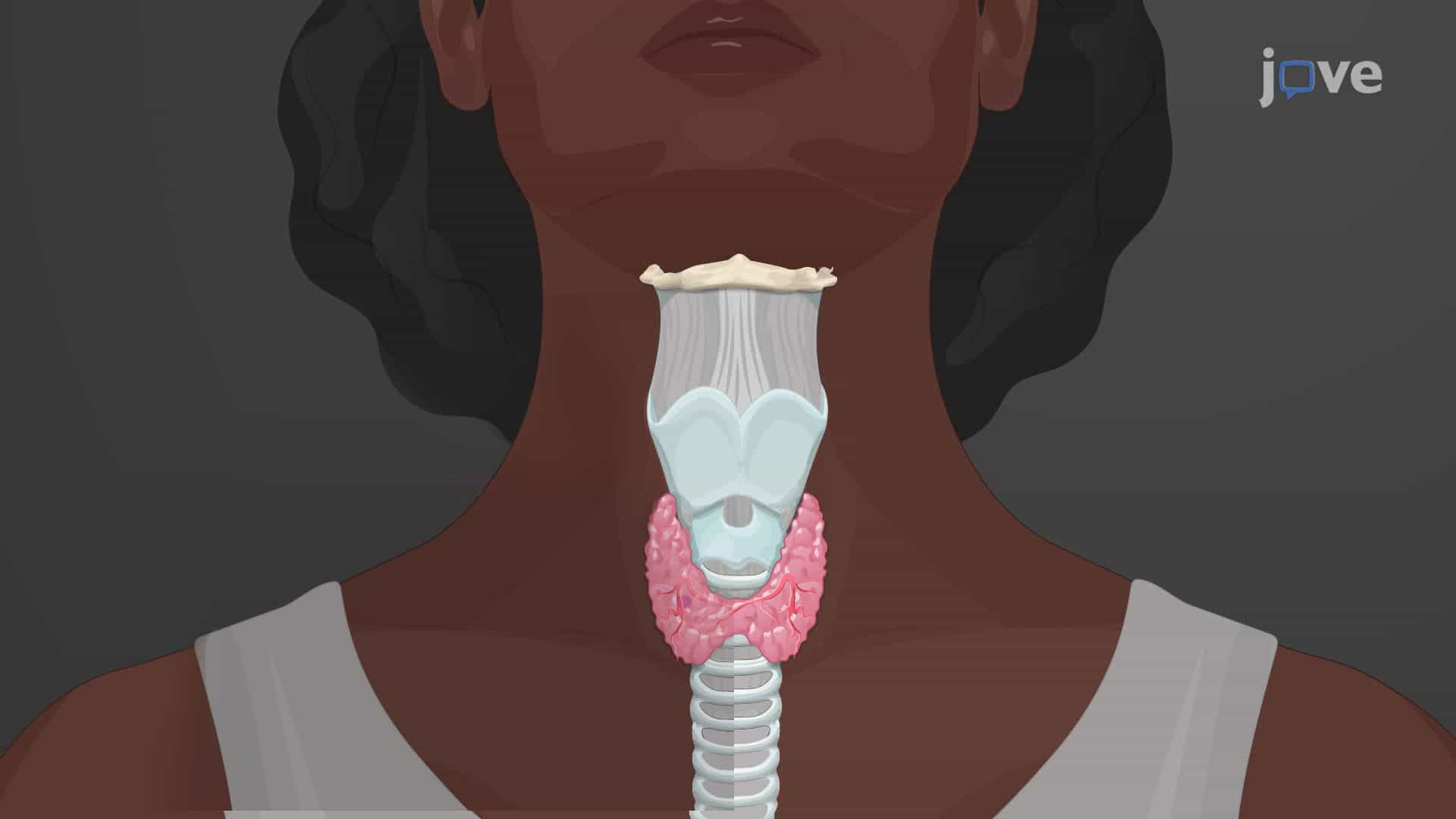 The Thyroid Gland