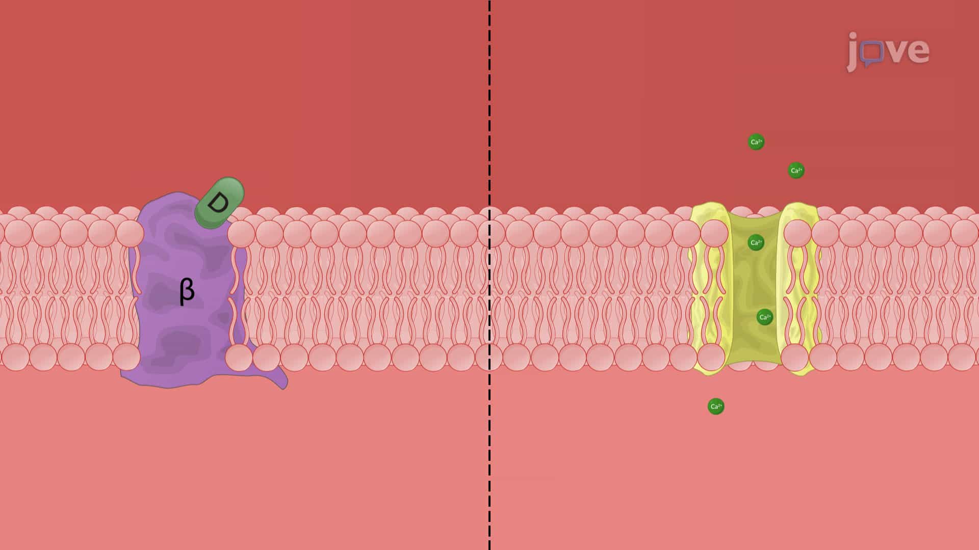 Antiarrhythmic Drugs: Class II Agents as β-Adrenergic Blockers