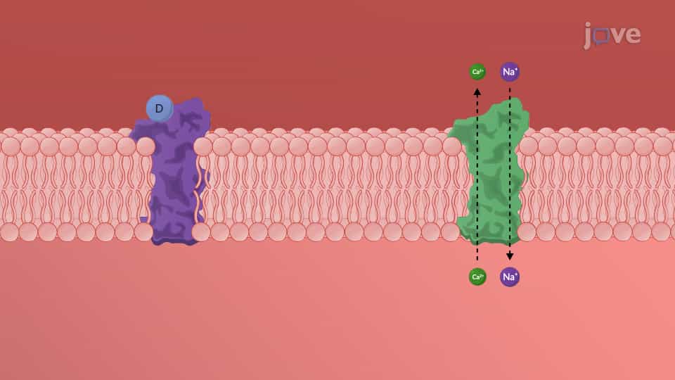 Heart Failure Drugs: Inotropic Agents