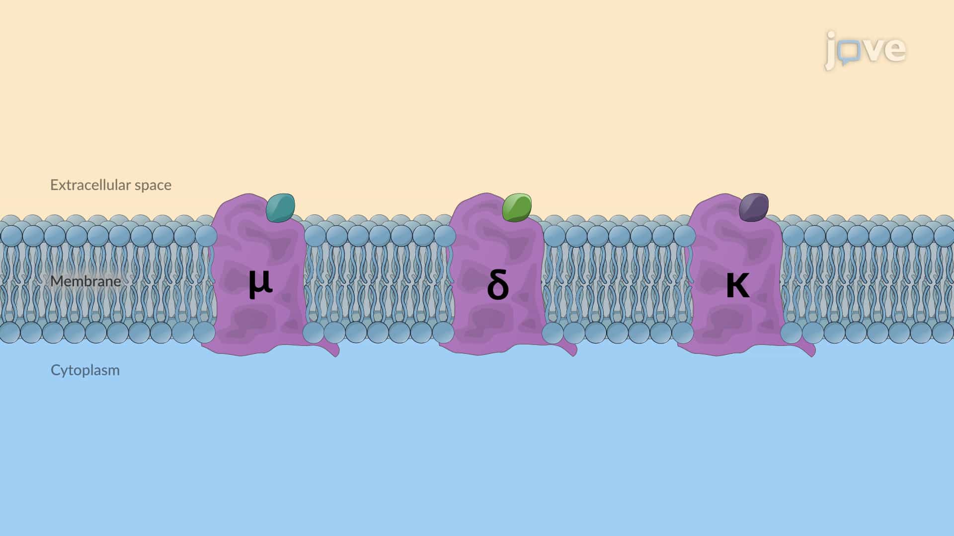Opioid Receptors: Overview