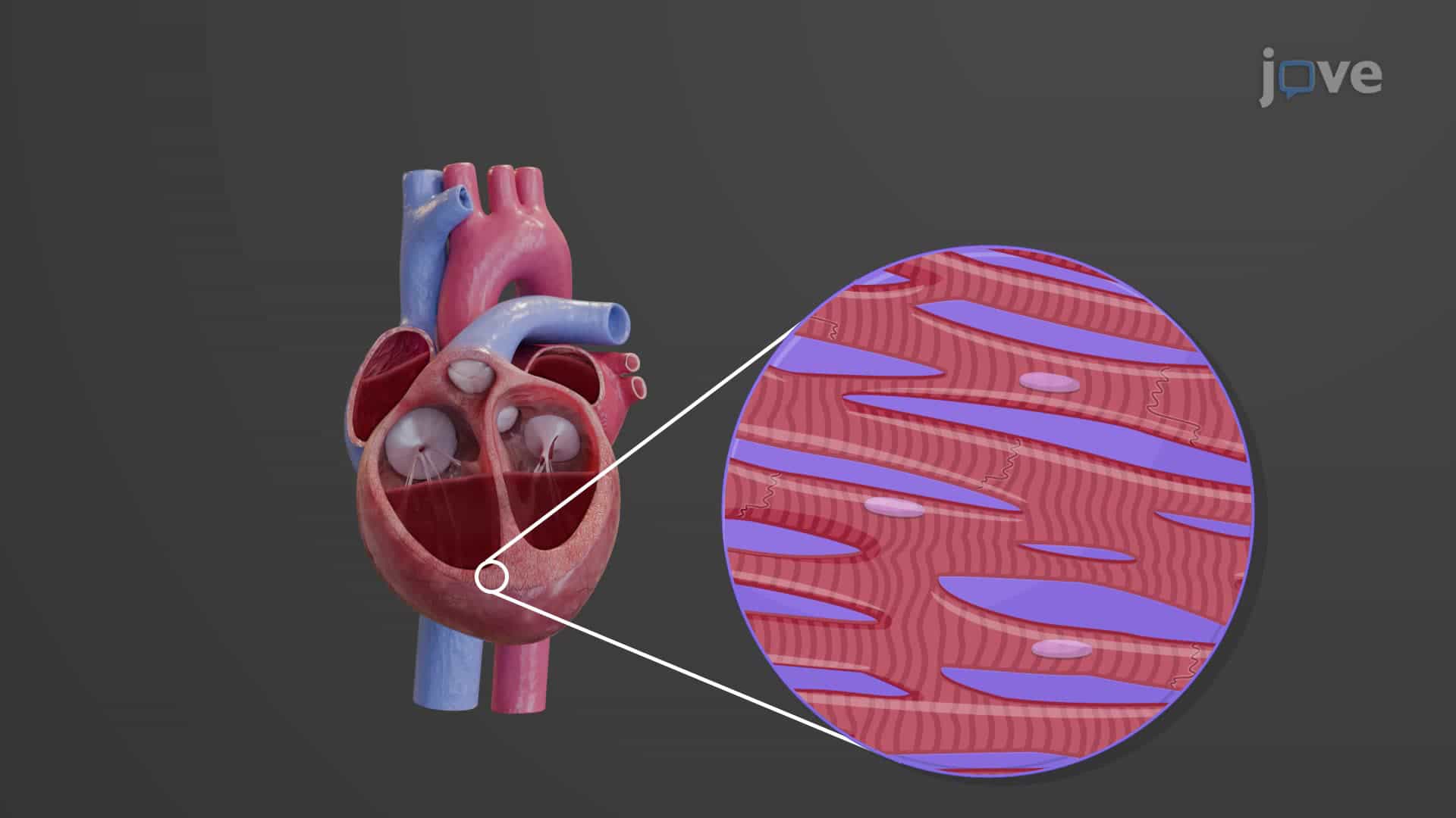 Regulation of Stroke Volume
