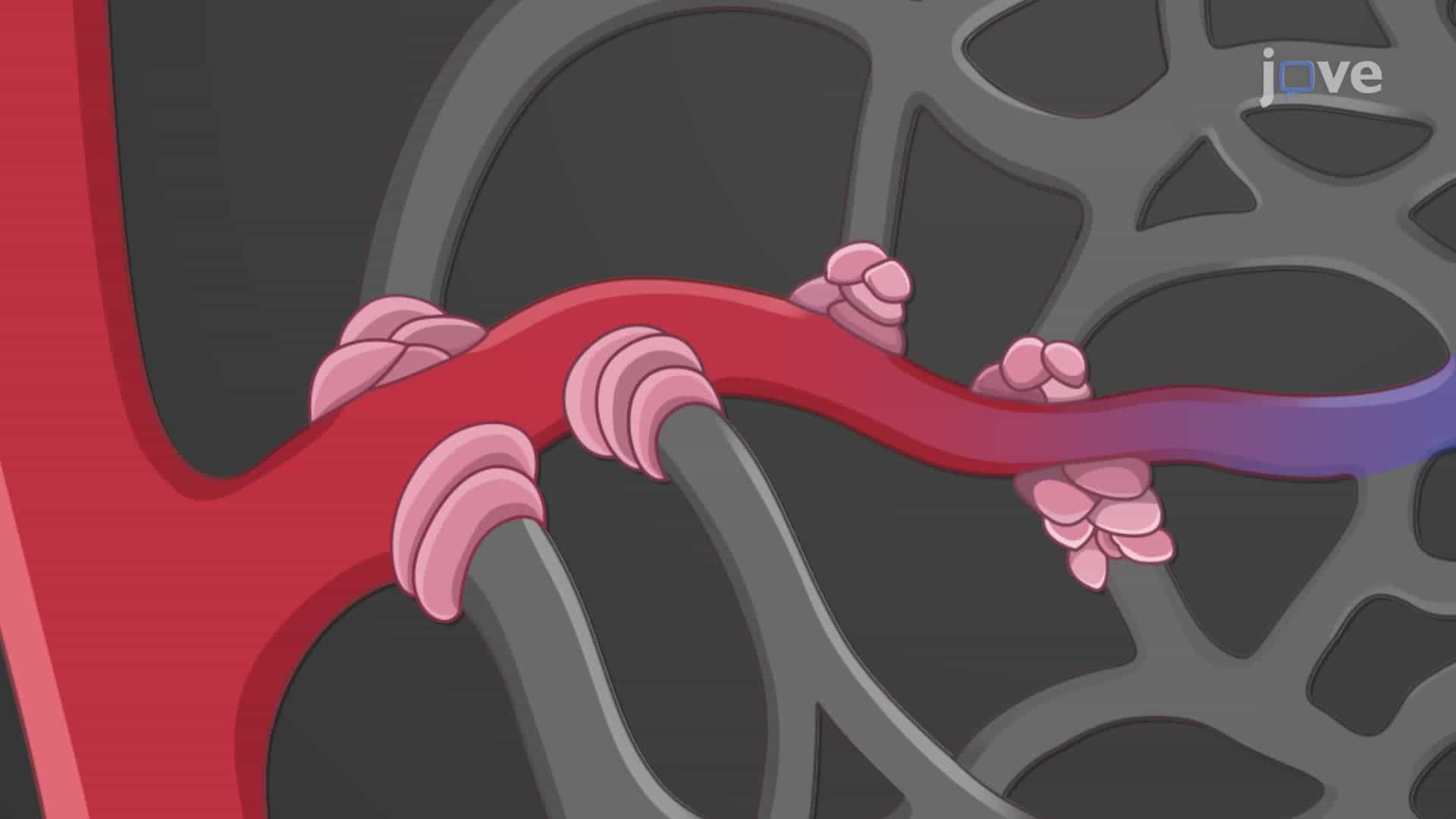 Capillary Beds