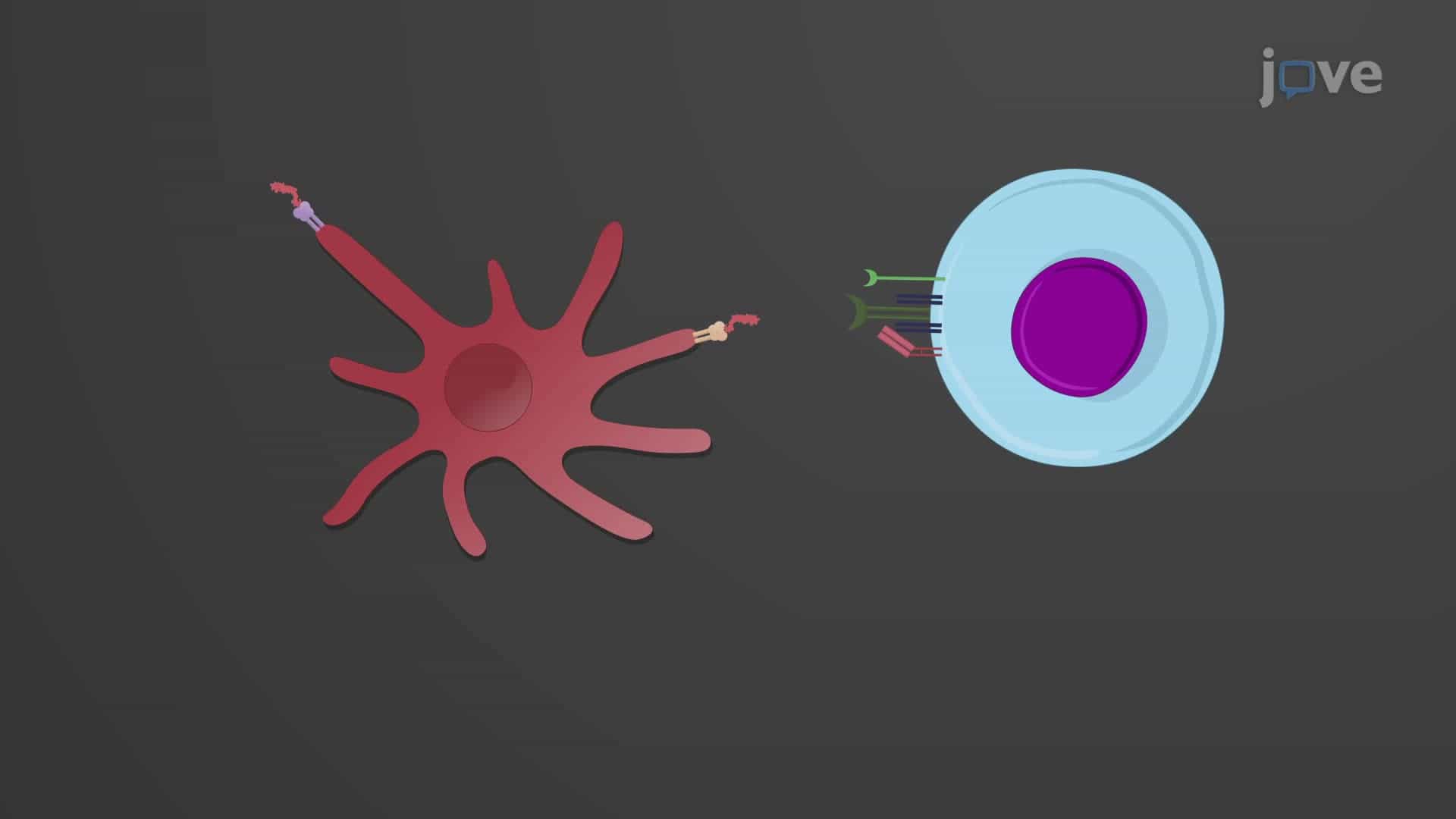 Immune Response Against Viral Pathogens