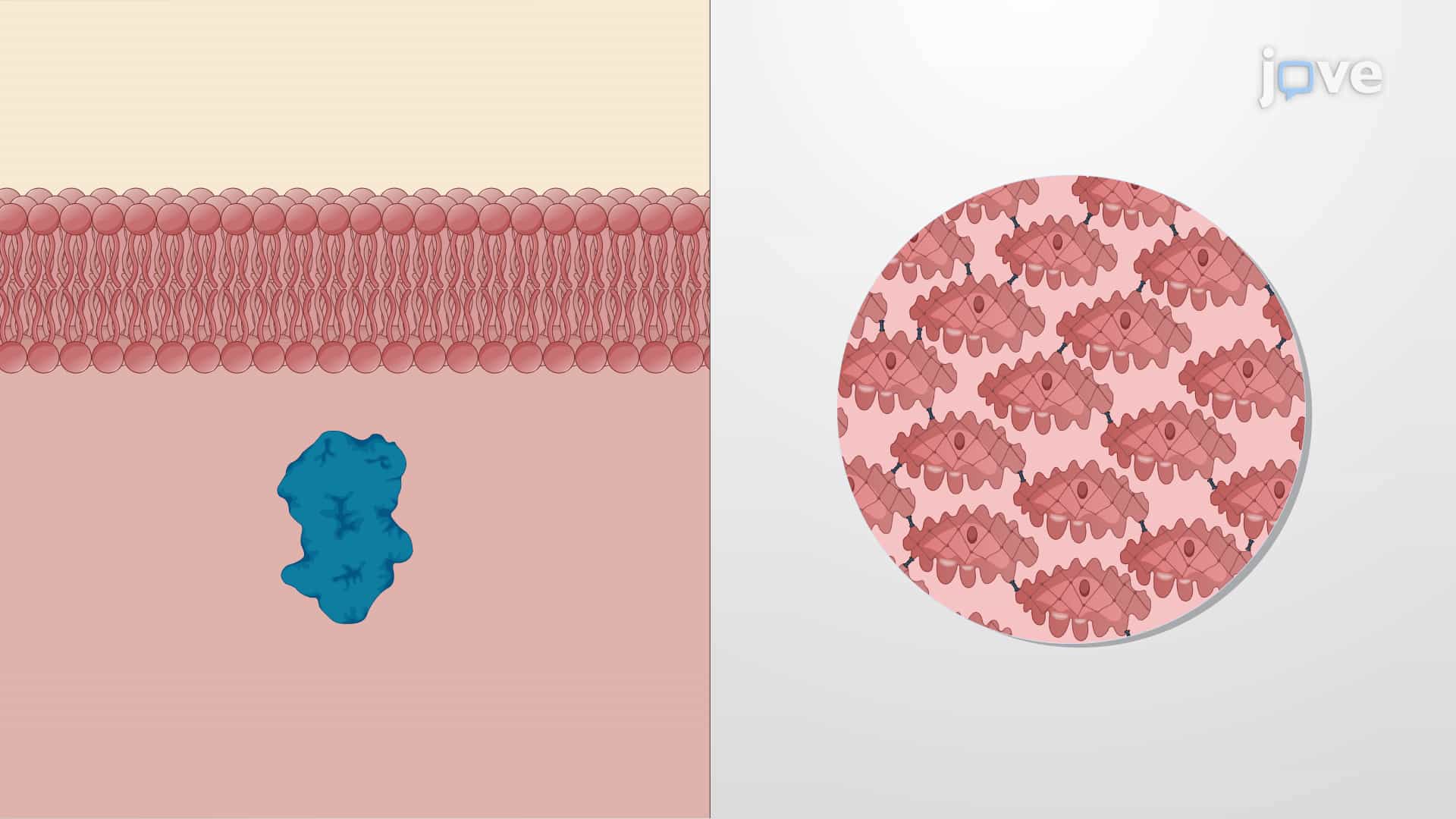 Treatment for Pulmonary Arterial Hypertension: Phosphodiesterase Inhibitors