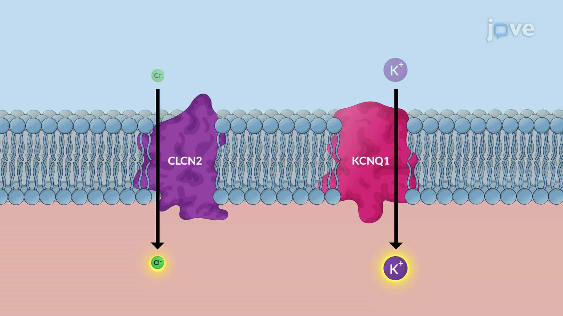 Acid Suppressive Drugs for Peptic Ulcer Disease: Proton Pump Inhibitors