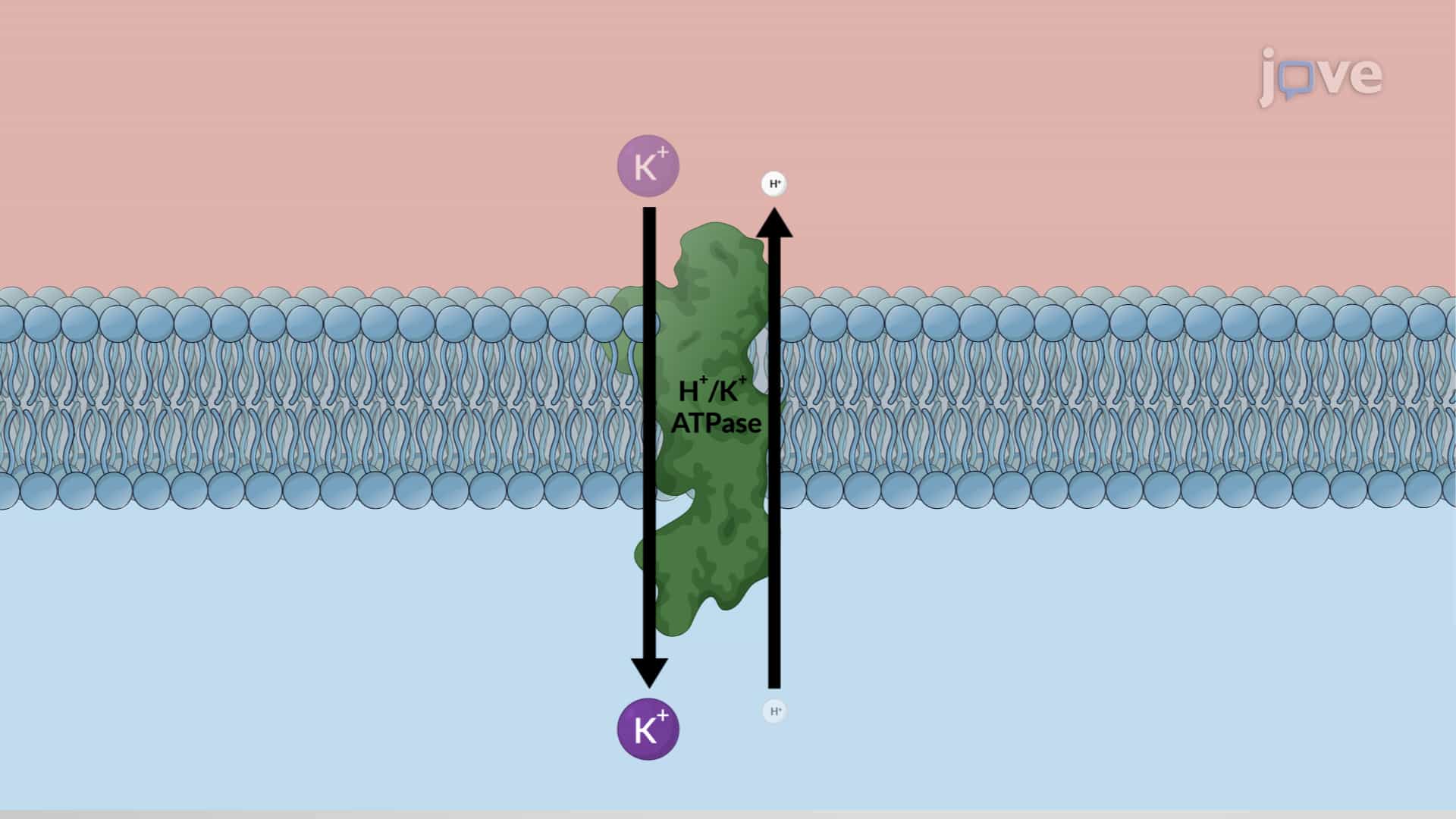 Acid Suppressive Drugs for Peptic Ulcer Disease: Histamine H2-Receptor Antagonists