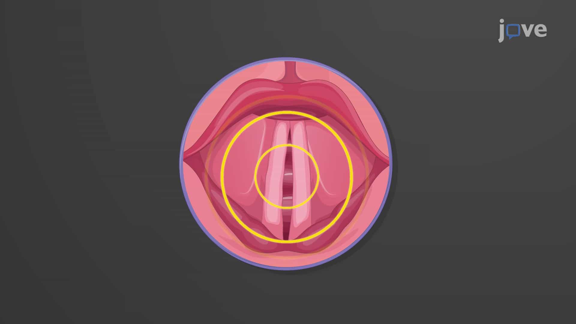 Larynx